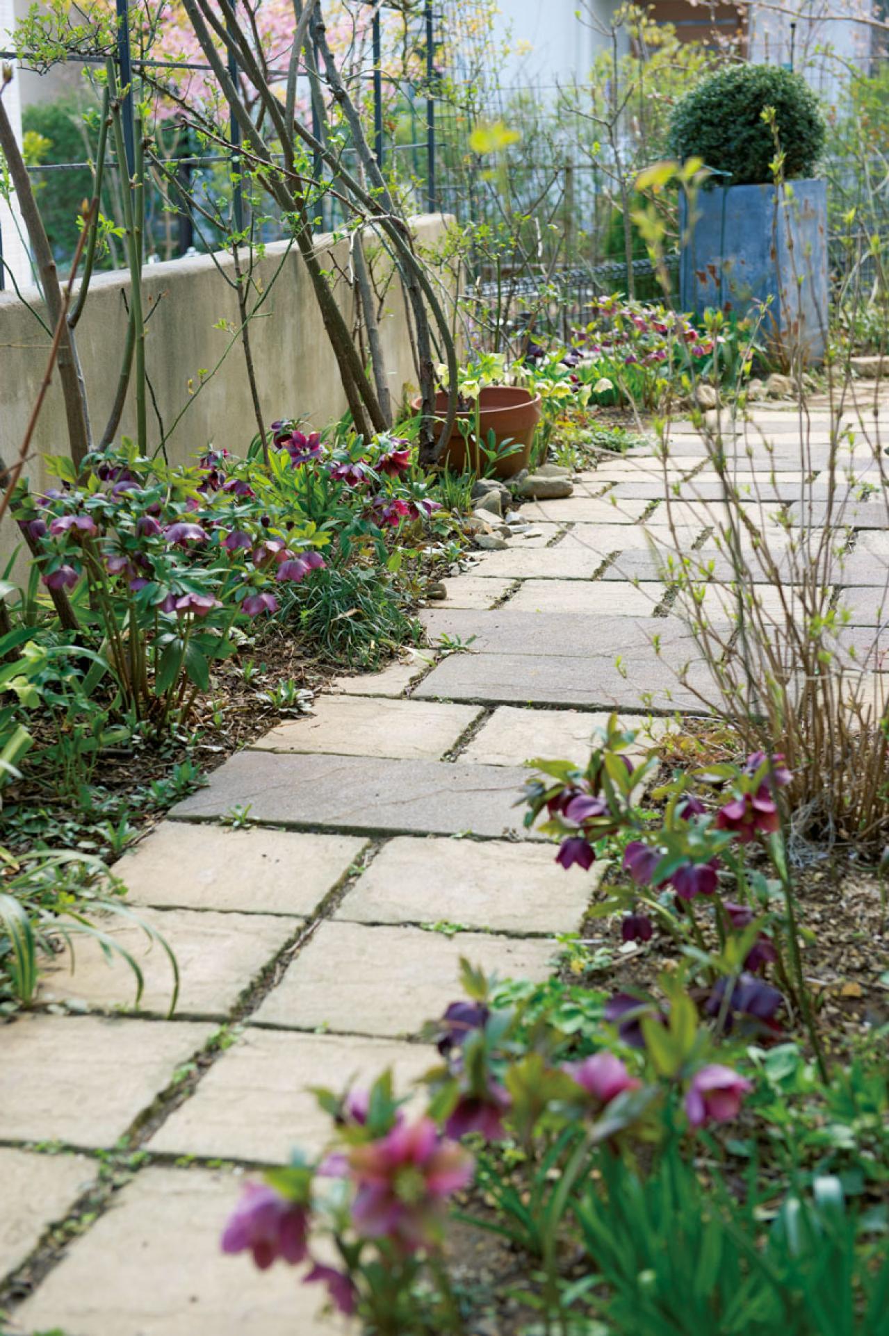 【クリスマスローズの庭実例】季節ごとに様々な植物が顔を出すガーデン＆有名ナーセリーの名花をコレクション（画像2）