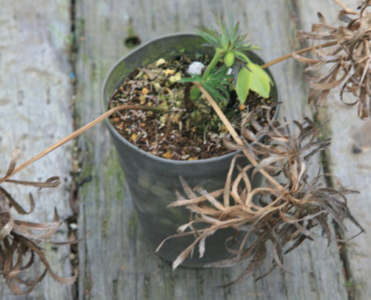 【クリスマスローズの植えつけ・鉢植え】初心者必見！ プロセス写真入り【画像19枚】（画像15）