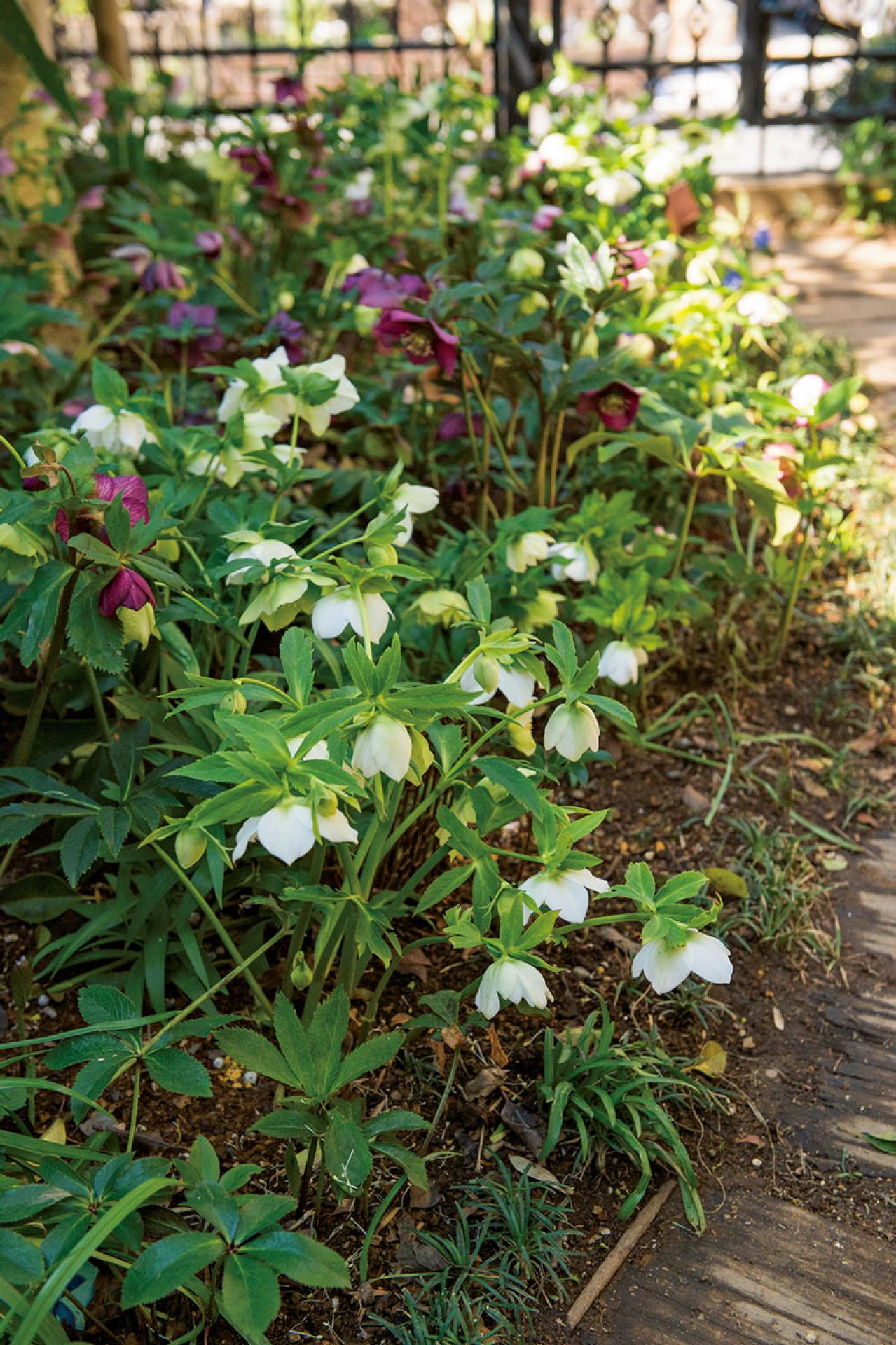 【クリスマスローズの庭実例】白や紫の落ち着いた花色の花壇＆和の植物とクリスマスローズが調和するガーデン【ガーデニング】（画像3）