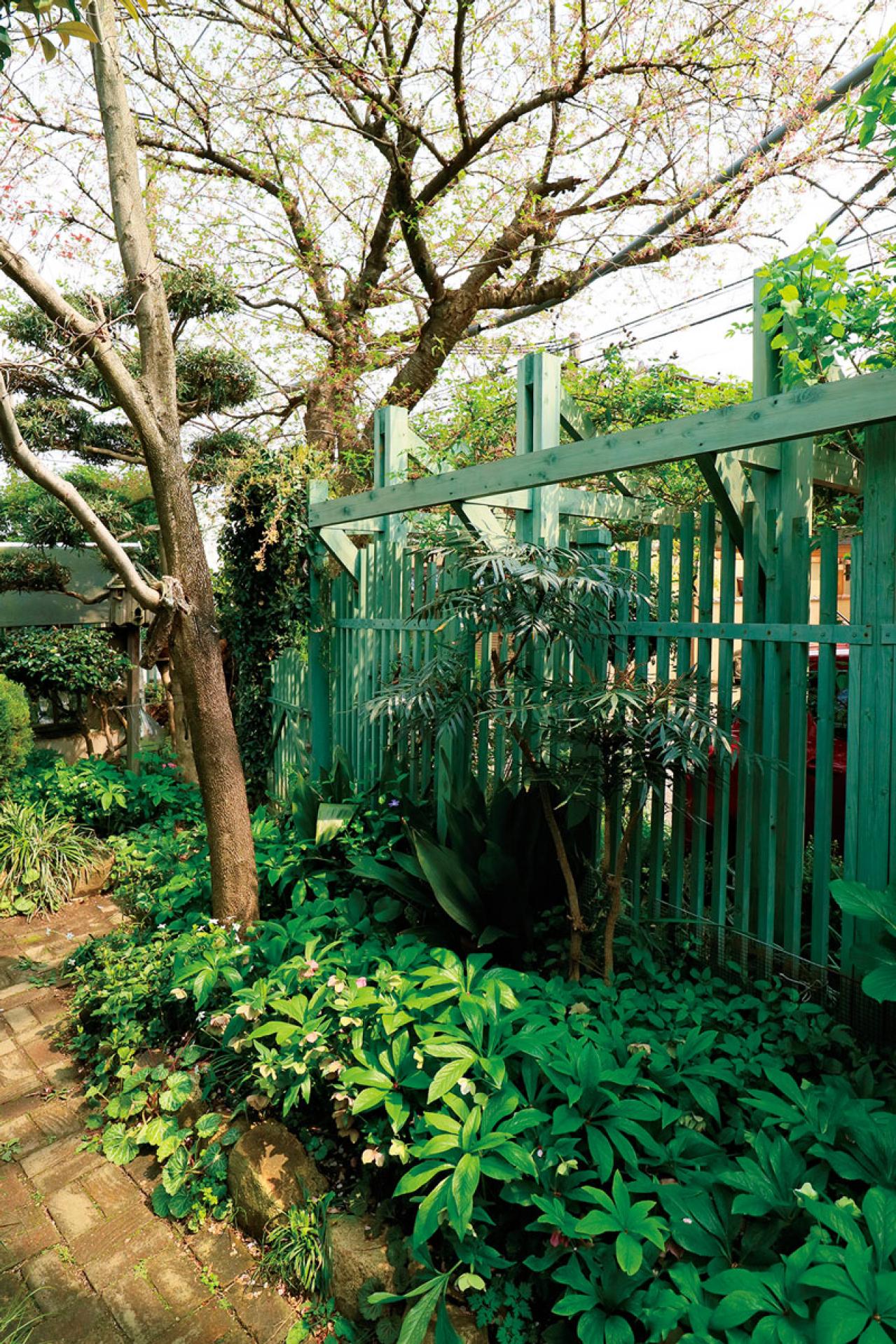 【実例】クリスマスローズ愛好家の庭Part２｜白や紫の落ち着いた花色の花壇＆和の植物とクリスマスローズが心地よく（画像12）