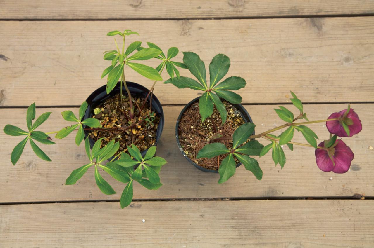 クリスマスローズの苗を購入する前に必見！　園芸店のスーパーバイヤーに教わる【苗の選び方】と【土と鉢の準備】の基礎知識（画像6）