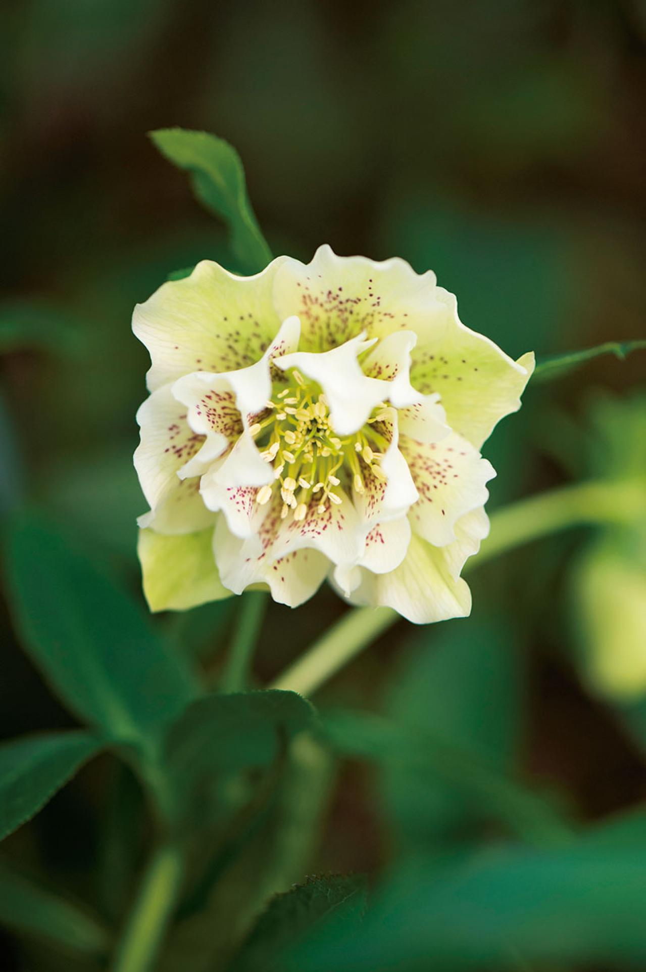 【クリスマスローズの庭実例】白や紫の落ち着いた花色の花壇＆和の植物とクリスマスローズが調和するガーデン【ガーデニング】（画像7）