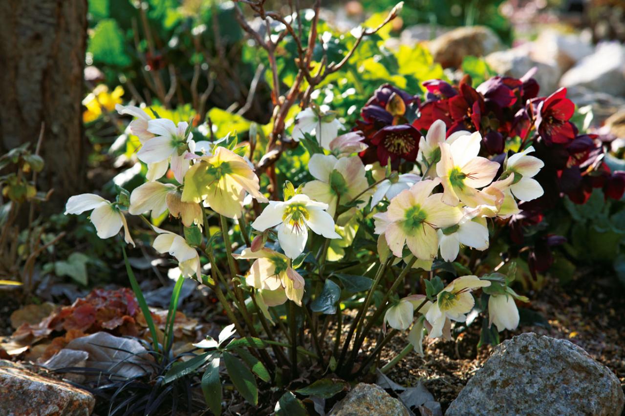 【実例】クリスマスローズ愛好家の庭Part１｜達人のプライベートガーデン＆みずから交配し育てる愛情たっぷりの庭（画像10）