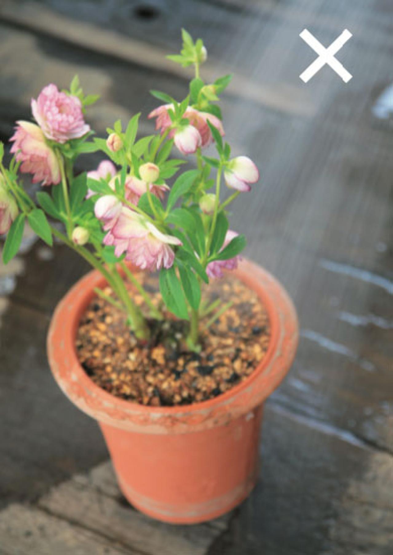 【クリスマスローズの植えつけ・鉢植え】初心者必見！ プロセス写真入り【画像19枚】（画像14）