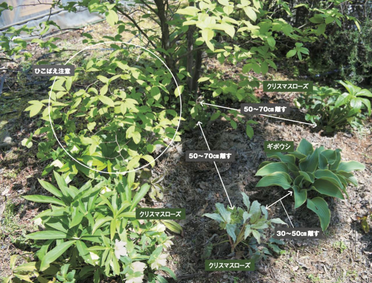 プロに教わる、クリスマスローズの庭への植えつけ方|相性のよい植物は？｜プロの実際の植えつけ作業を拝見！（画像2）
