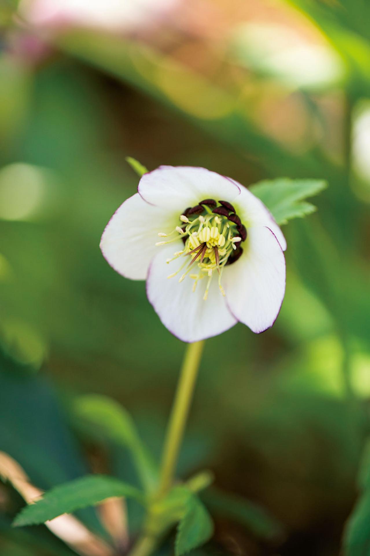 【クリスマスローズの庭実例】白や紫の落ち着いた花色の花壇＆和の植物とクリスマスローズが調和するガーデン【ガーデニング】（画像9）