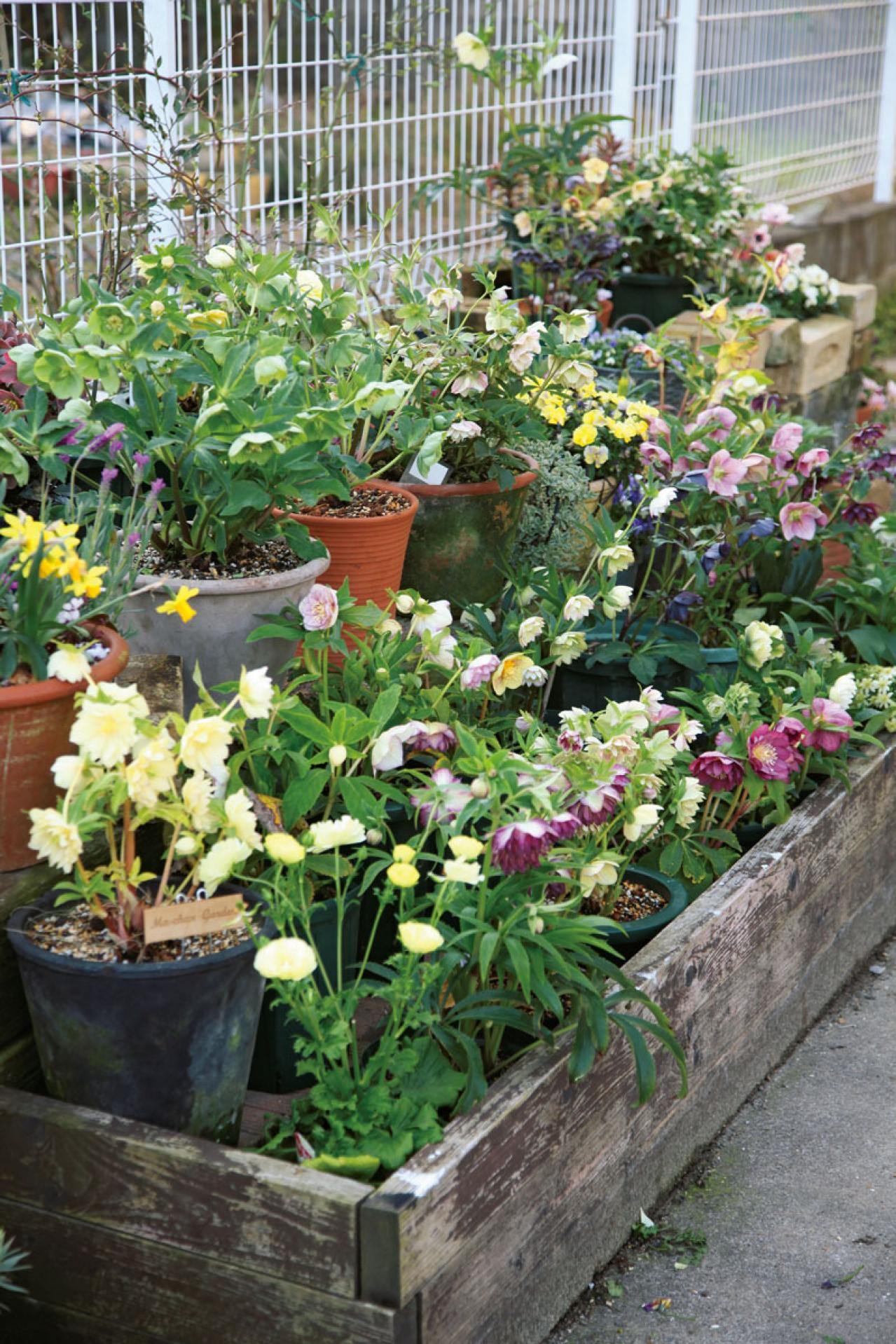 【実例】クリスマスローズ愛好家の庭Part１｜達人のプライベートガーデン＆みずから交配し育てる愛情たっぷりの庭（画像7）