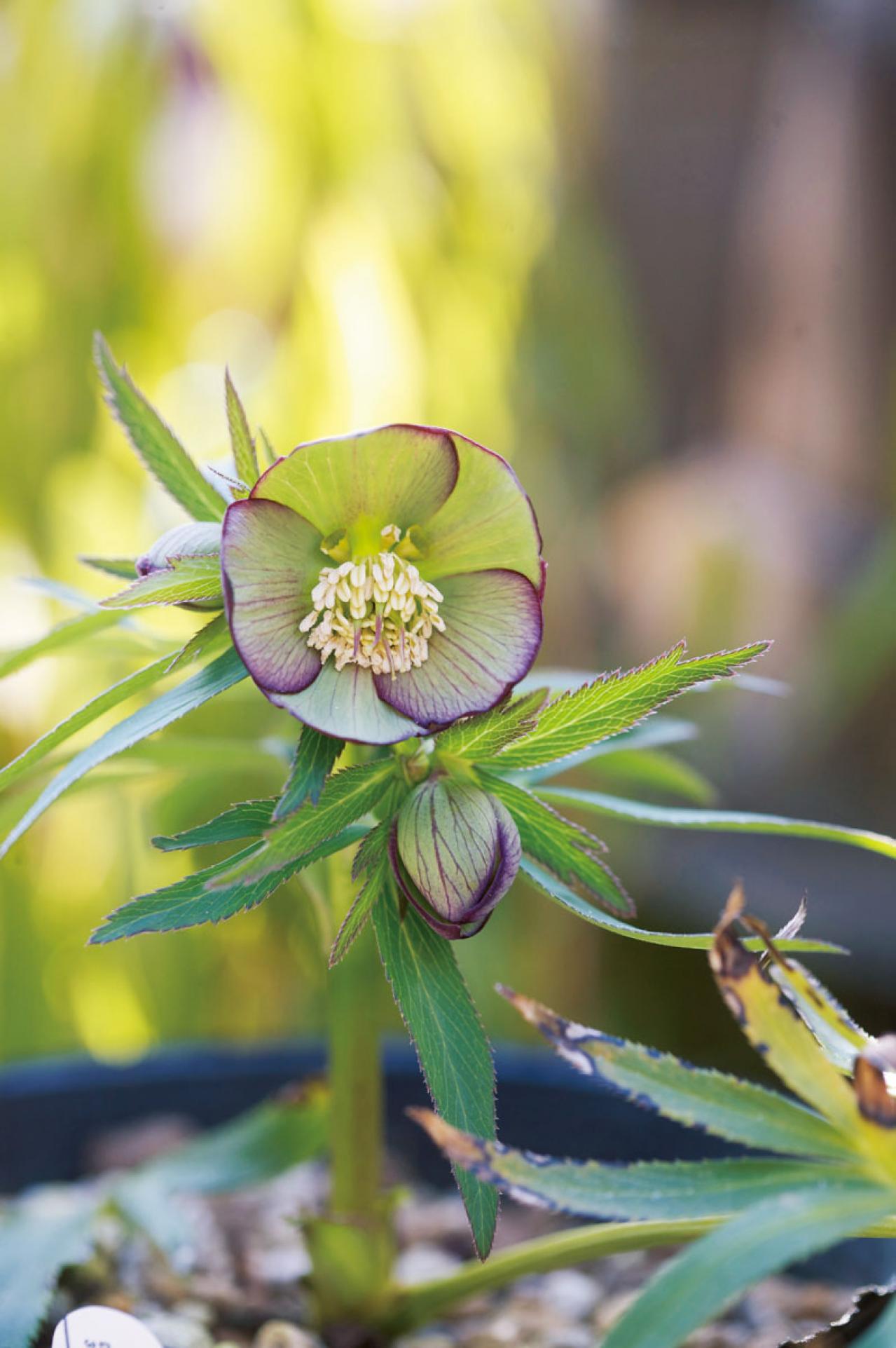 クリスマスローズの苗を購入する前に必見！　園芸店のスーパーバイヤーに教わる【苗の選び方】と【土と鉢の準備】の基礎知識（画像8）