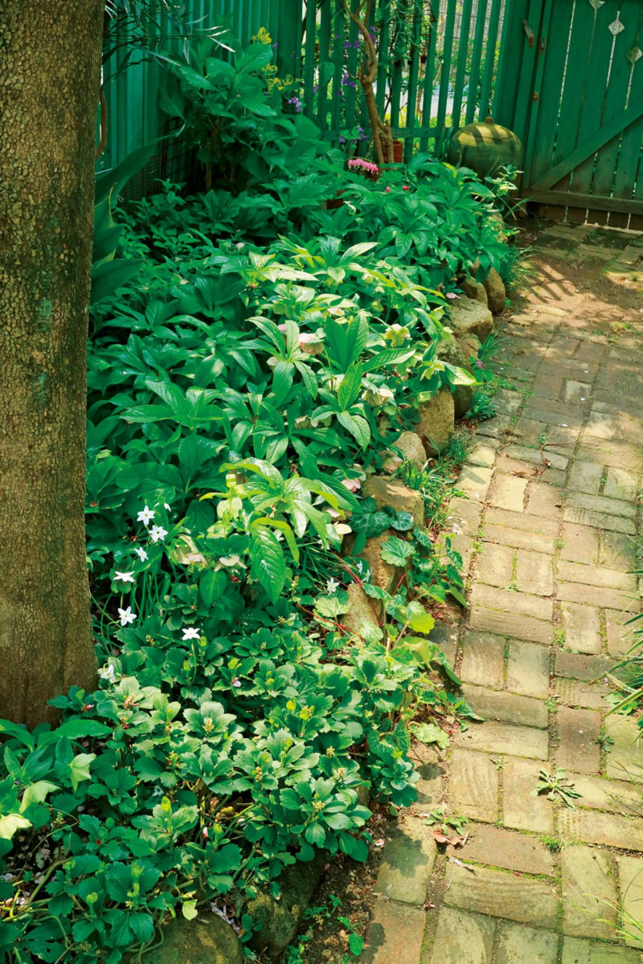 クリスマスローズの苗を購入する前に必見！　園芸店のスーパーバイヤーに教わる【苗の選び方】と【土と鉢の準備】の基礎知識（画像9）