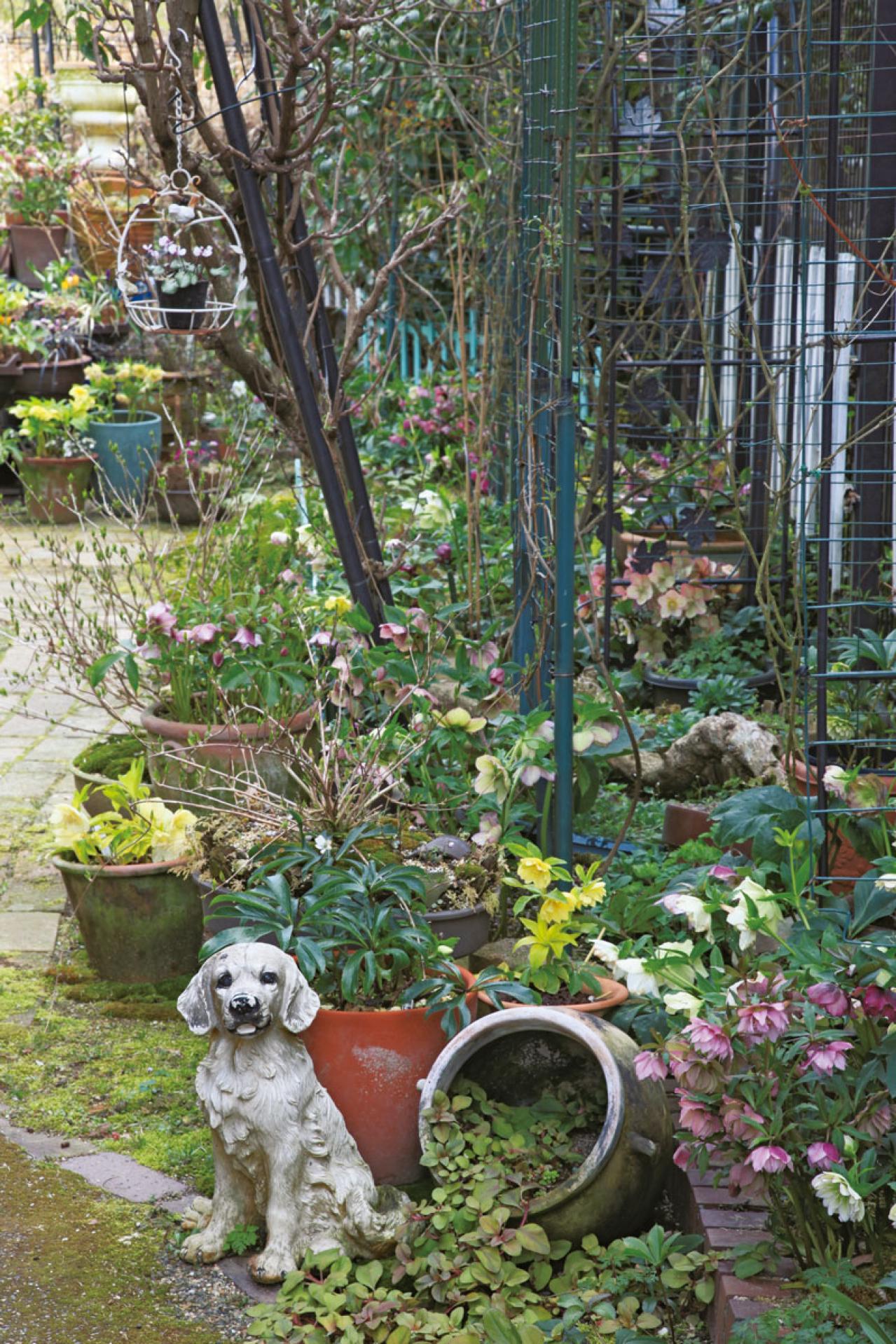 【実例】クリスマスローズ愛好家の庭Part１｜達人のプライベートガーデン＆みずから交配し育てる愛情たっぷりの庭（画像2）