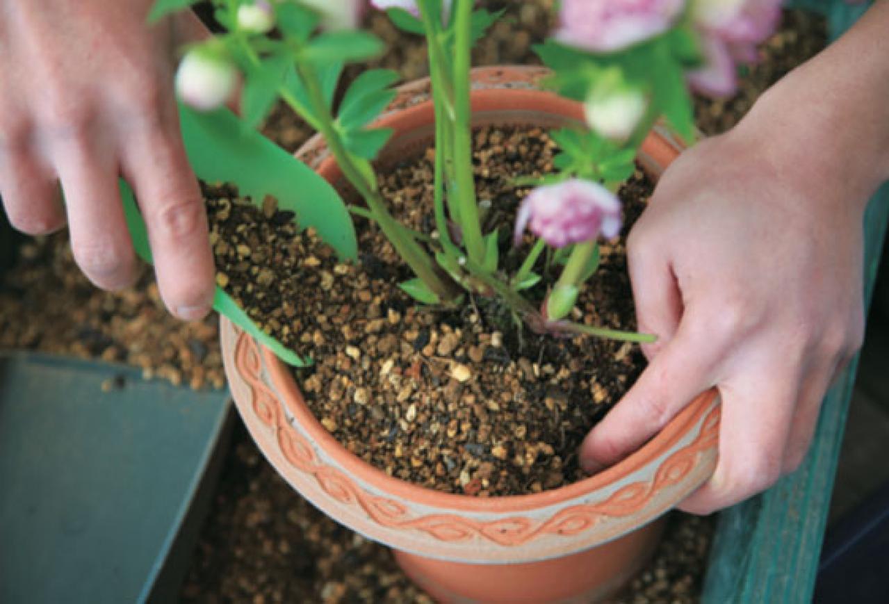 【クリスマスローズの植えつけ・鉢植え】初心者必見！ プロセス写真入り【画像19枚】（画像11）