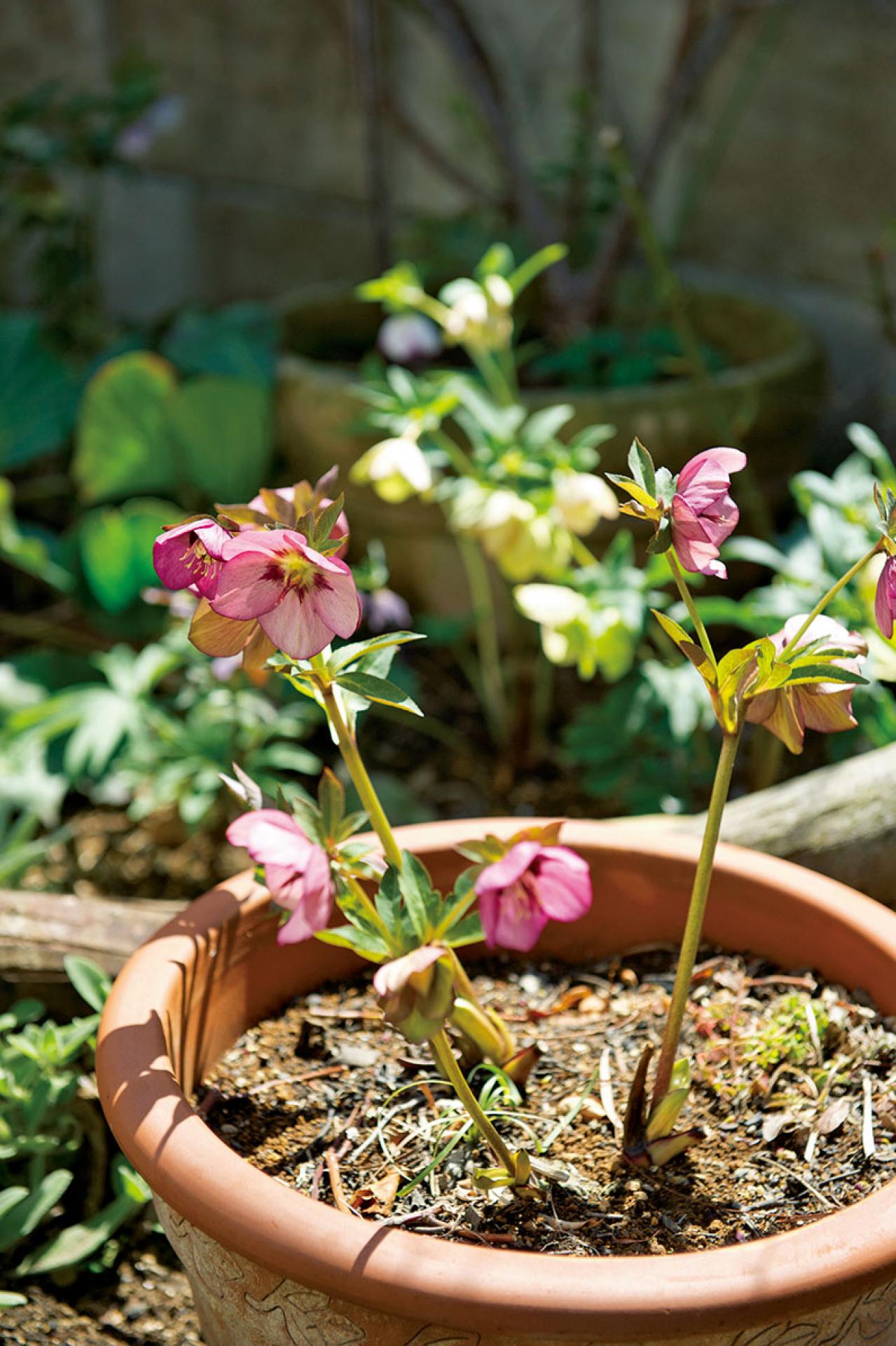 【クリスマスローズの庭実例】季節ごとに様々な植物が顔を出すガーデン＆有名ナーセリーの名花をコレクション（画像6）
