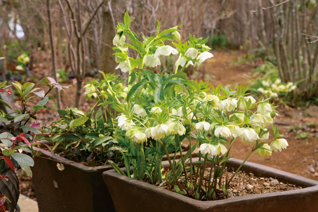 【クリスマスローズの庭実例】季節ごとに様々な植物が顔を出すガーデン＆有名ナーセリーの名花をコレクション（画像10）