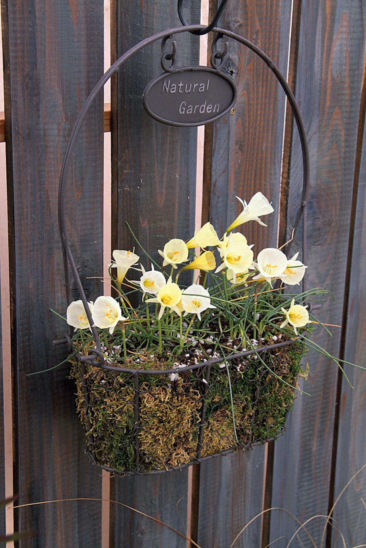 プロに教わる、クリスマスローズの庭への植えつけ方|相性のよい植物は？｜プロの実際の植えつけ作業を拝見！（画像4）