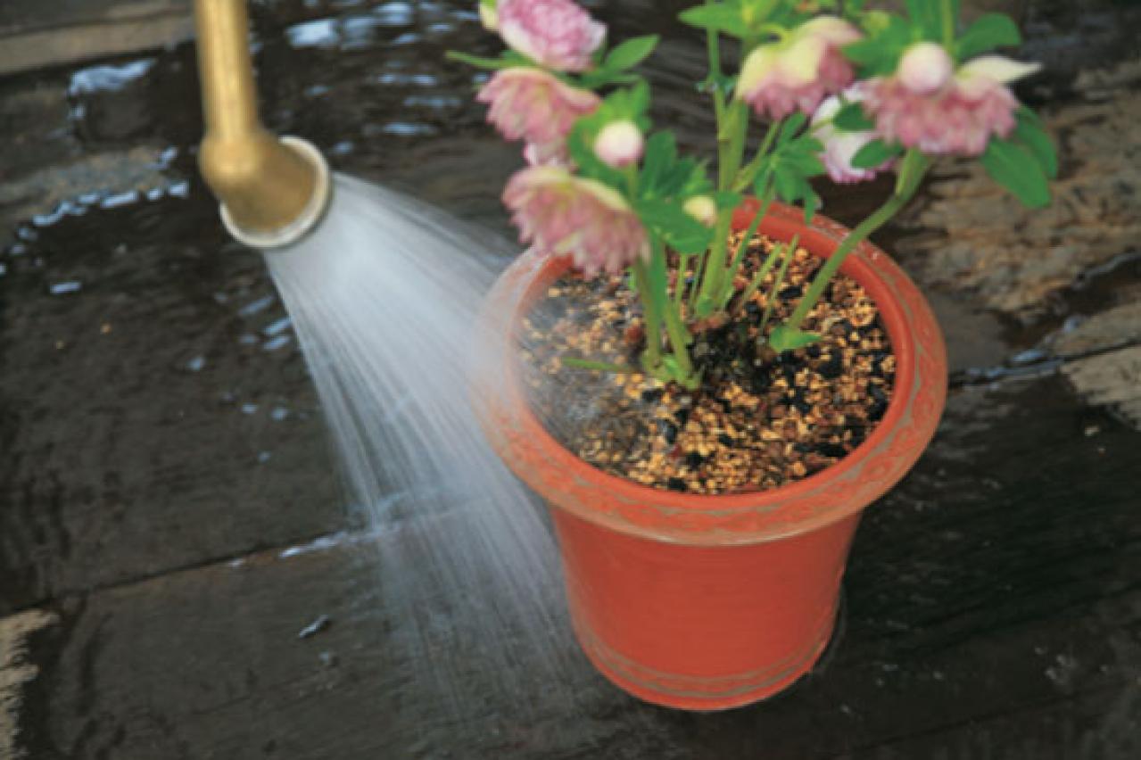 【クリスマスローズの植えつけ・鉢植え】初心者必見！ プロセス写真入り【画像19枚】（画像12）