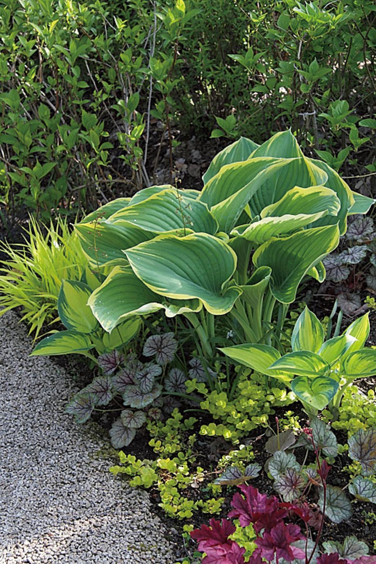 プロに教わる、クリスマスローズの庭への植えつけ方|相性のよい植物は？｜プロの実際の植えつけ作業を拝見！（画像7）