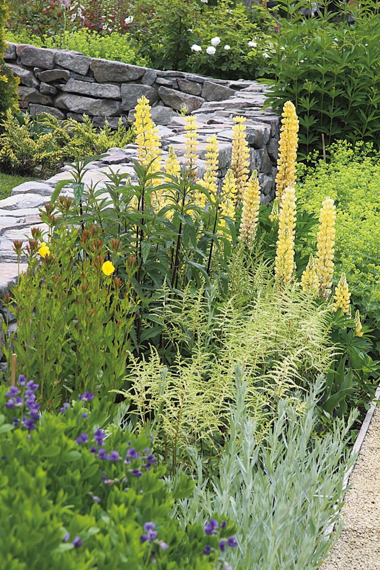 プロに教わる、クリスマスローズの庭への植えつけ方|相性のよい植物は？｜プロの実際の植えつけ作業を拝見！（画像6）