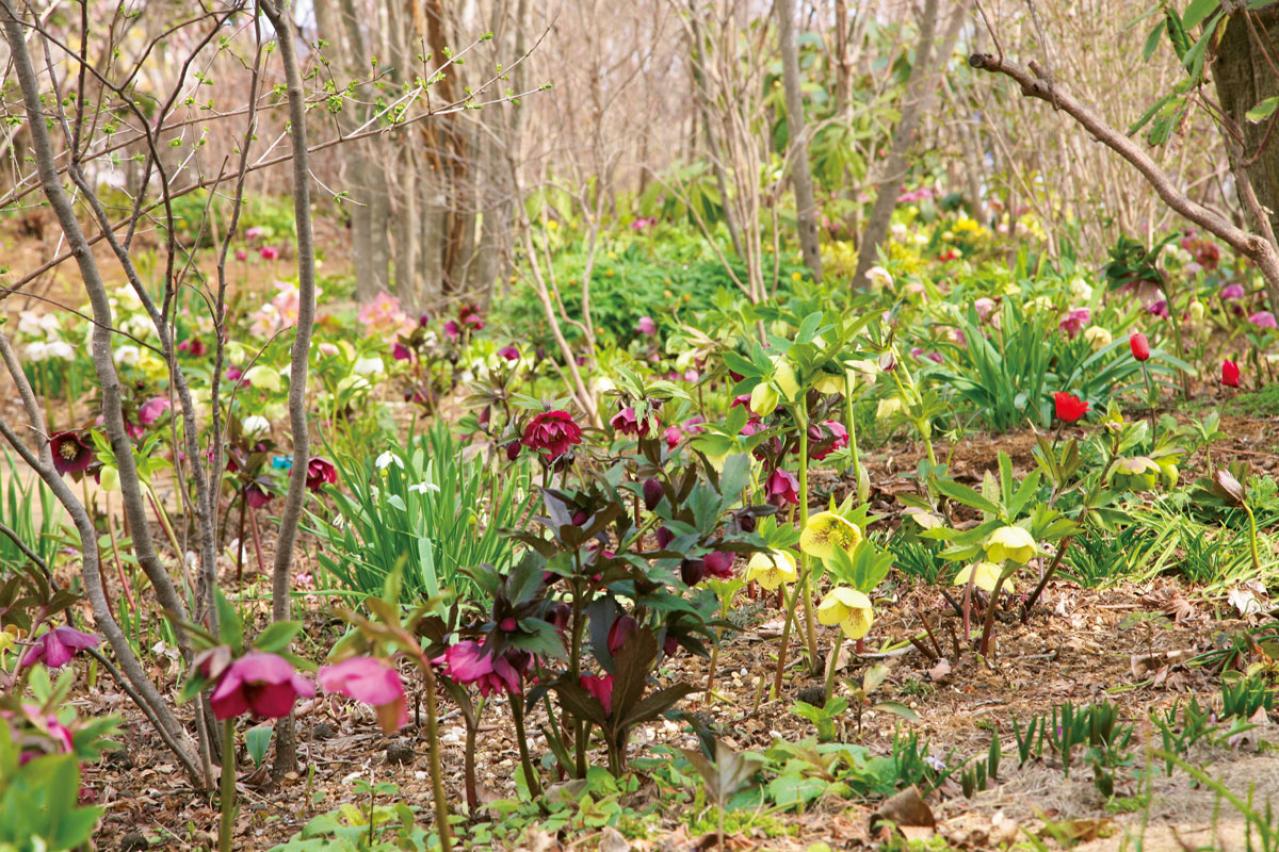 【クリスマスローズの庭実例】季節ごとに様々な植物が顔を出すガーデン＆有名ナーセリーの名花をコレクション（画像8）