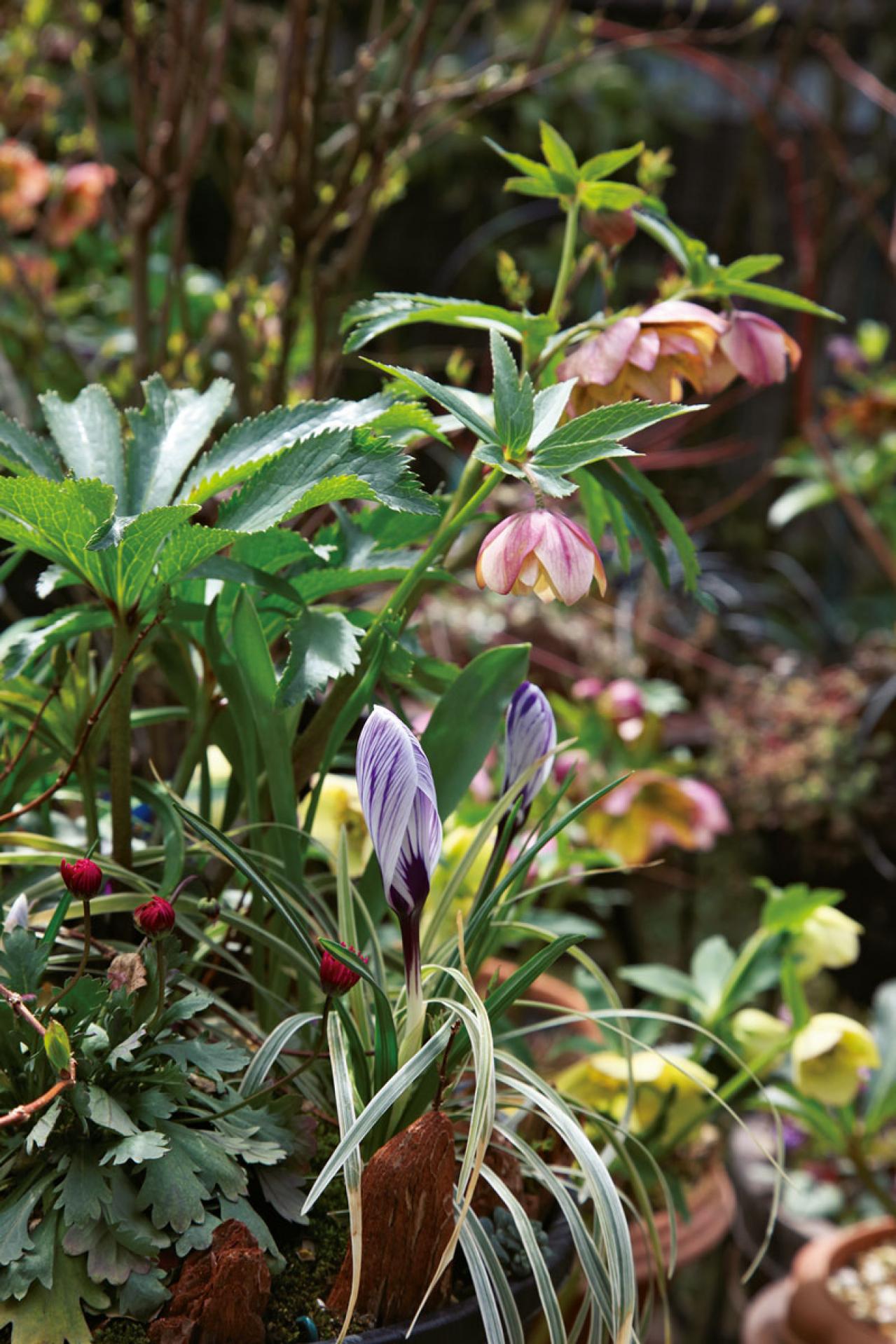 【実例】クリスマスローズ愛好家の庭Part１｜達人のプライベートガーデン＆みずから交配し育てる愛情たっぷりの庭（画像4）