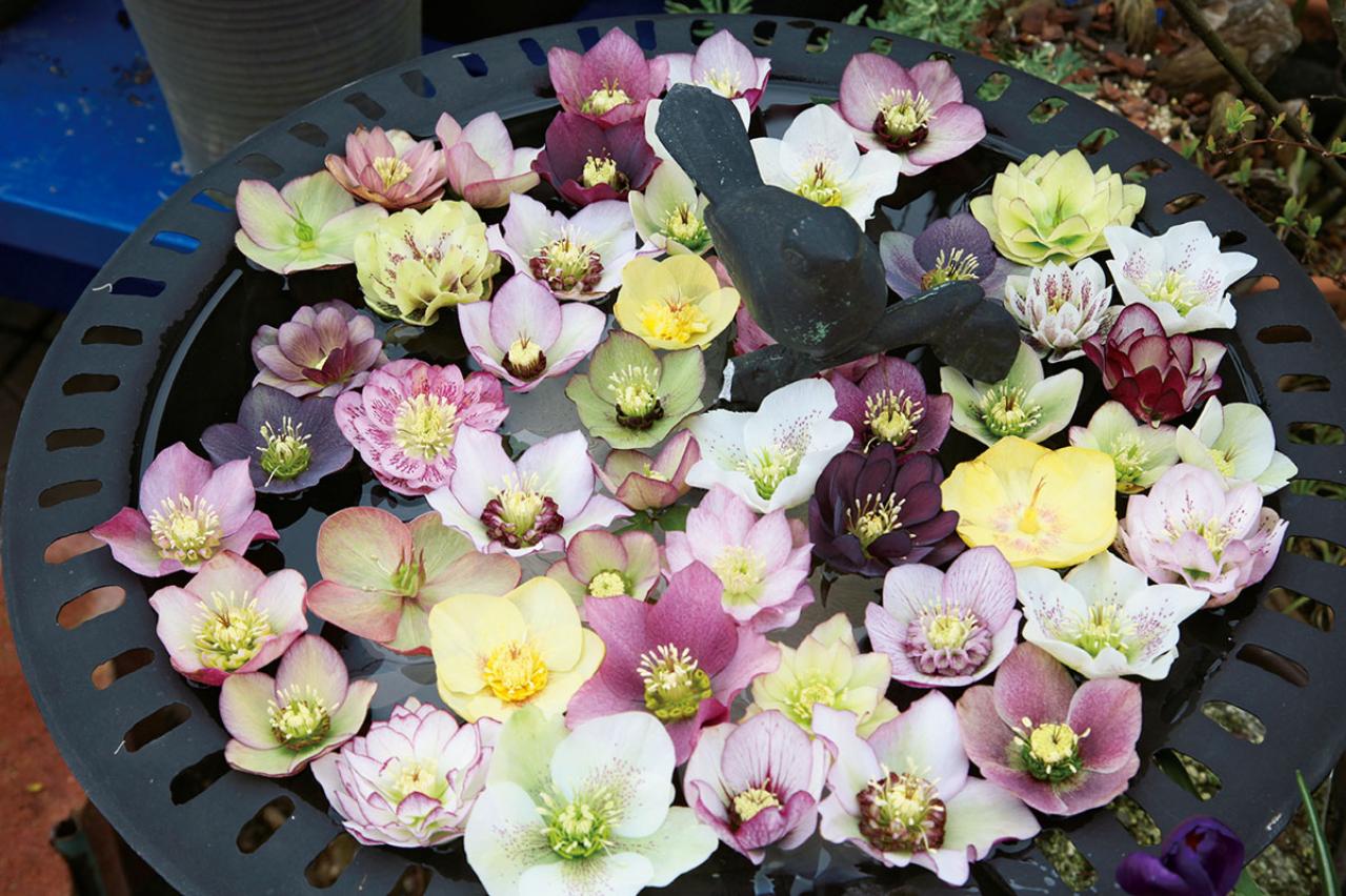 【実例】クリスマスローズ愛好家の庭Part１｜達人のプライベートガーデン＆みずから交配し育てる愛情たっぷりの庭（画像5）