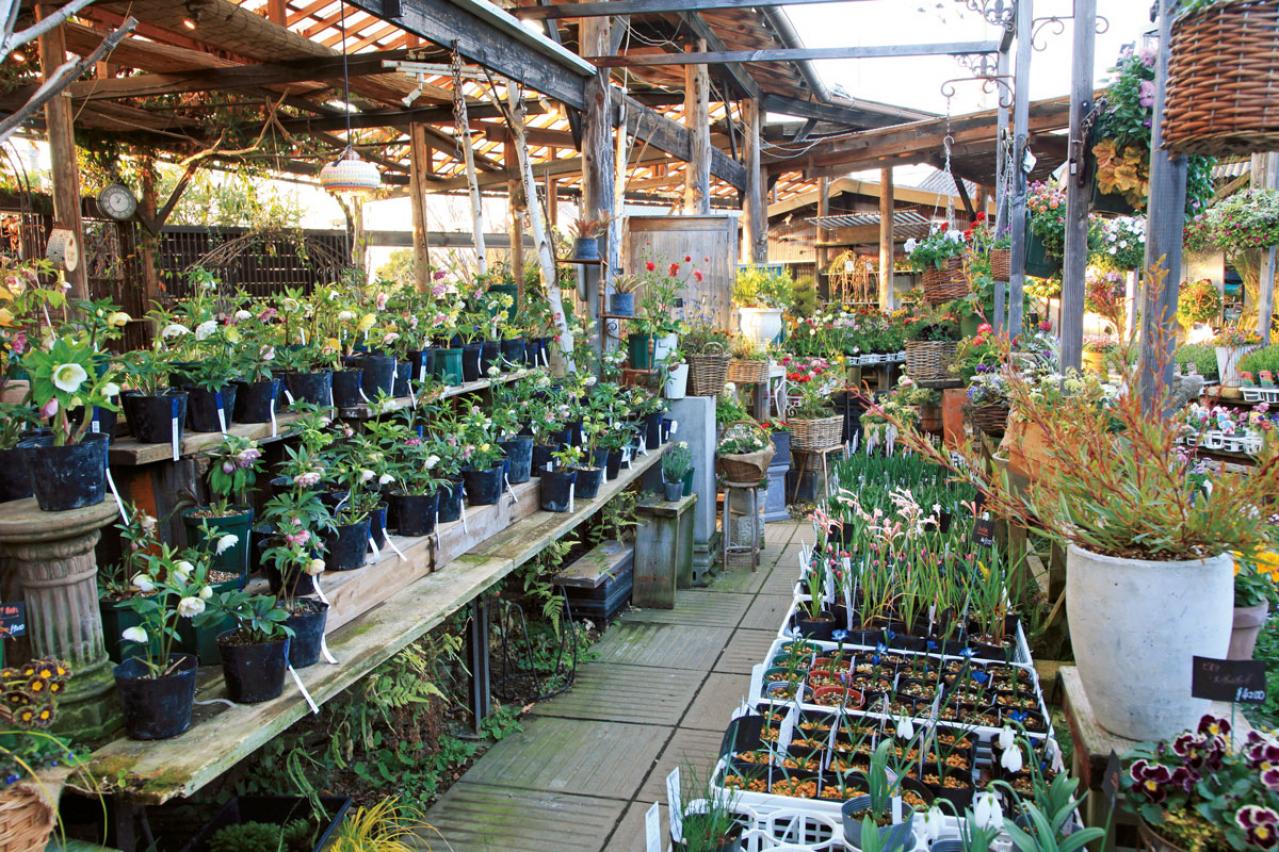 クリスマスローズの苗を購入する前に必見！　園芸店のスーパーバイヤーに教わる【苗の選び方】と【土と鉢の準備】の基礎知識（画像2）