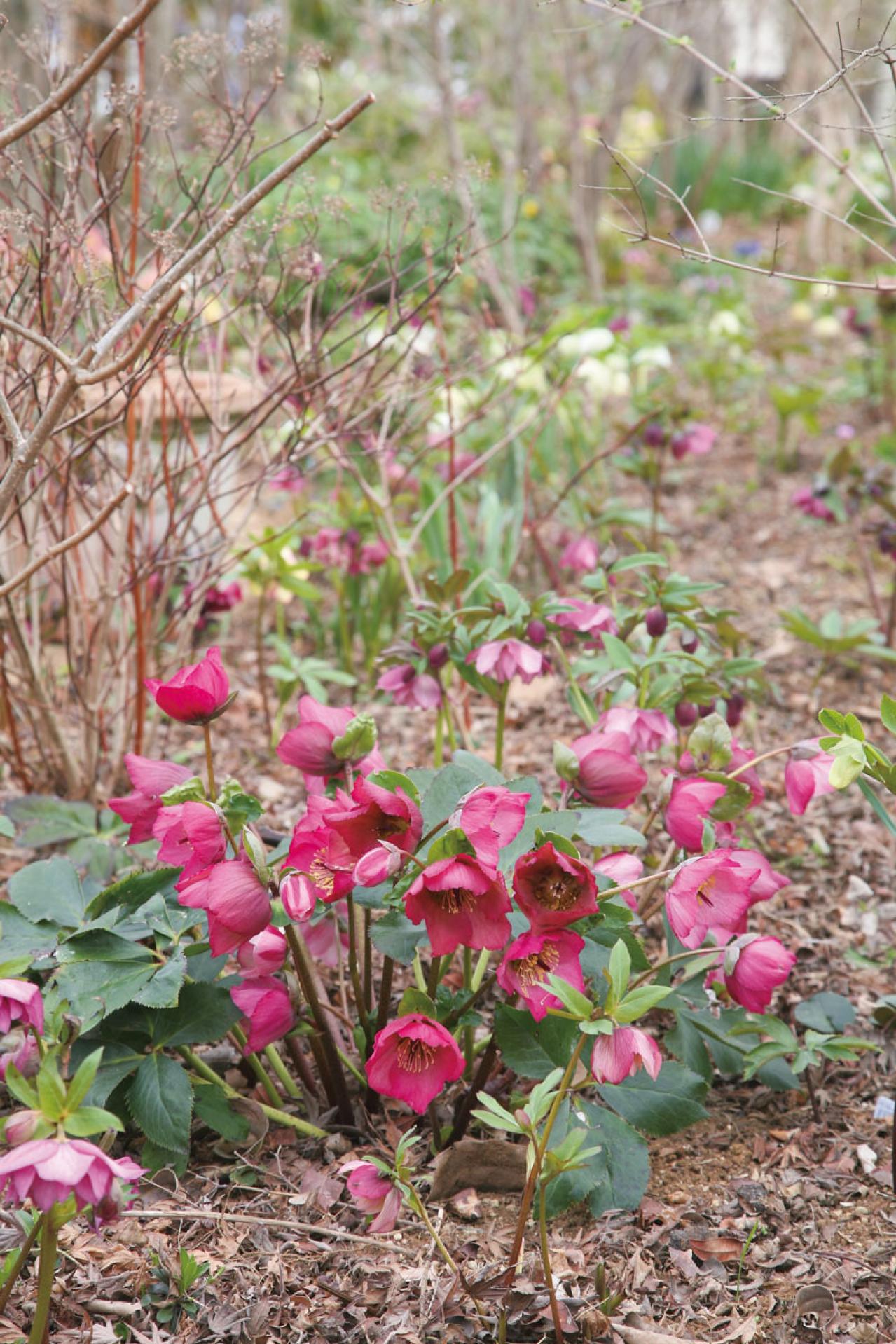 【クリスマスローズの庭実例】季節ごとに様々な植物が顔を出すガーデン＆有名ナーセリーの名花をコレクション（画像13）