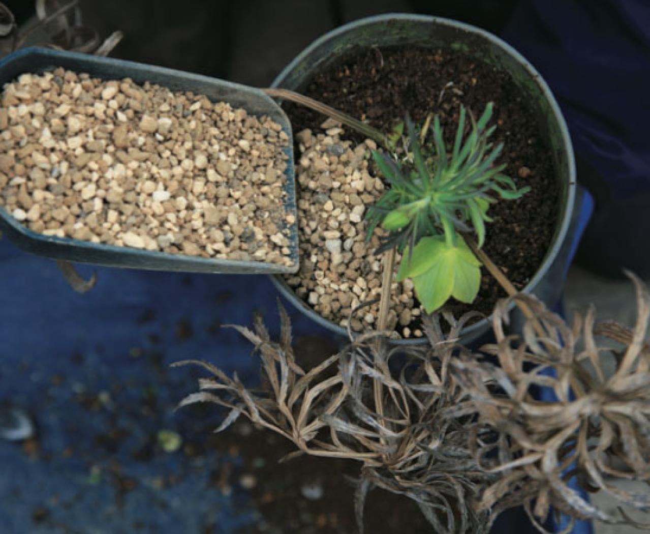 【クリスマスローズの植えつけ・鉢植え】初心者必見！ プロセス写真入り【画像19枚】（画像17）