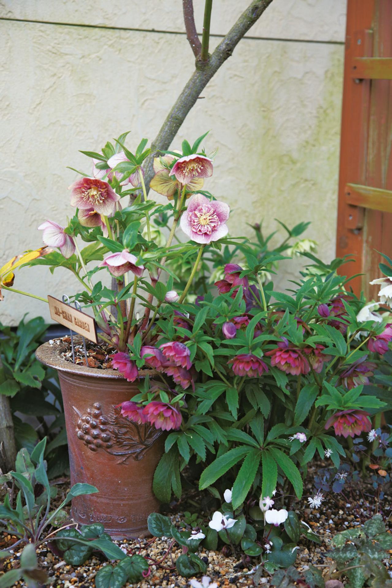 【実例】クリスマスローズ愛好家の庭Part１｜達人のプライベートガーデン＆みずから交配し育てる愛情たっぷりの庭（画像8）