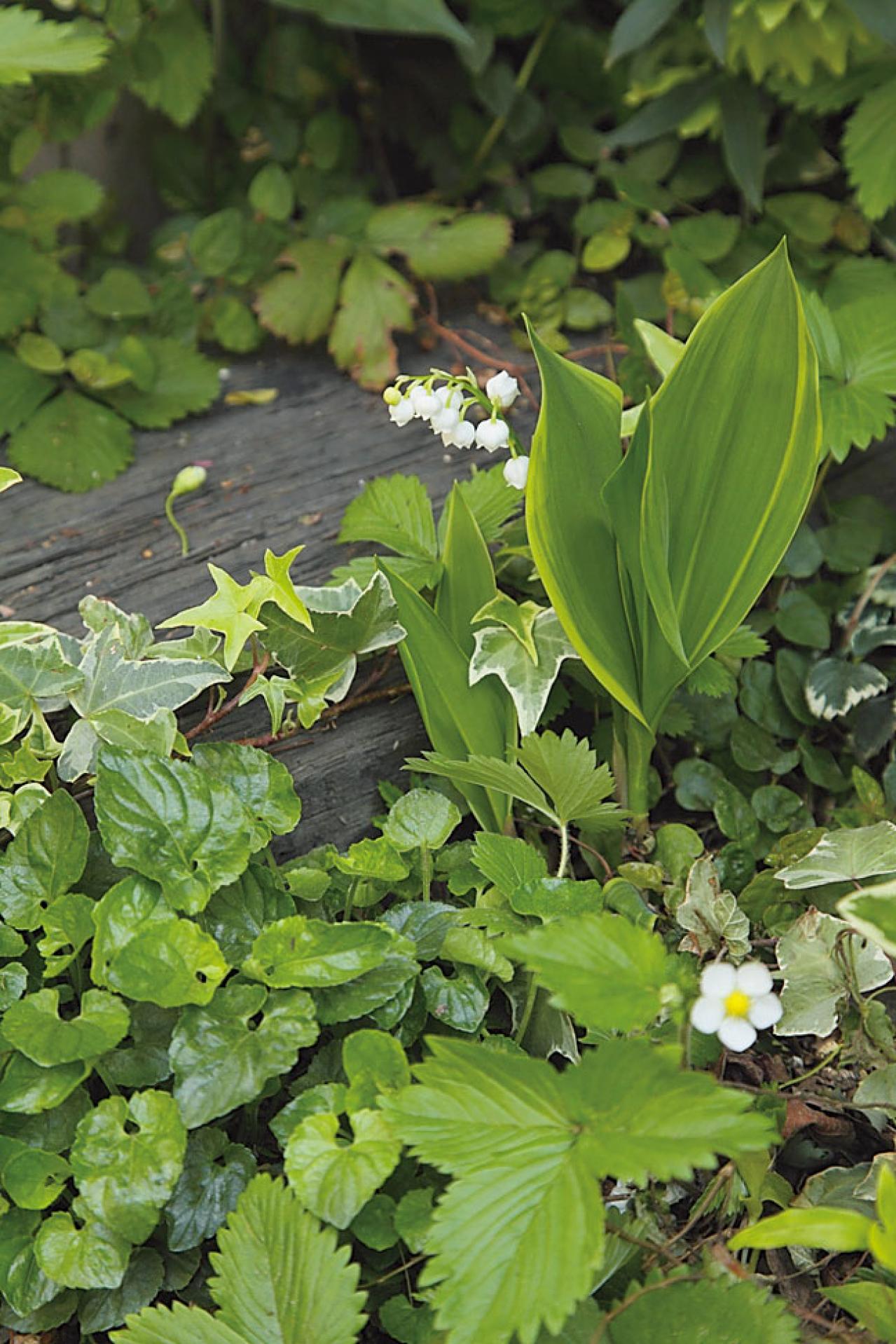 プロに教わる、クリスマスローズの庭への植えつけ方|相性のよい植物は？｜プロの実際の植えつけ作業を拝見！（画像8）