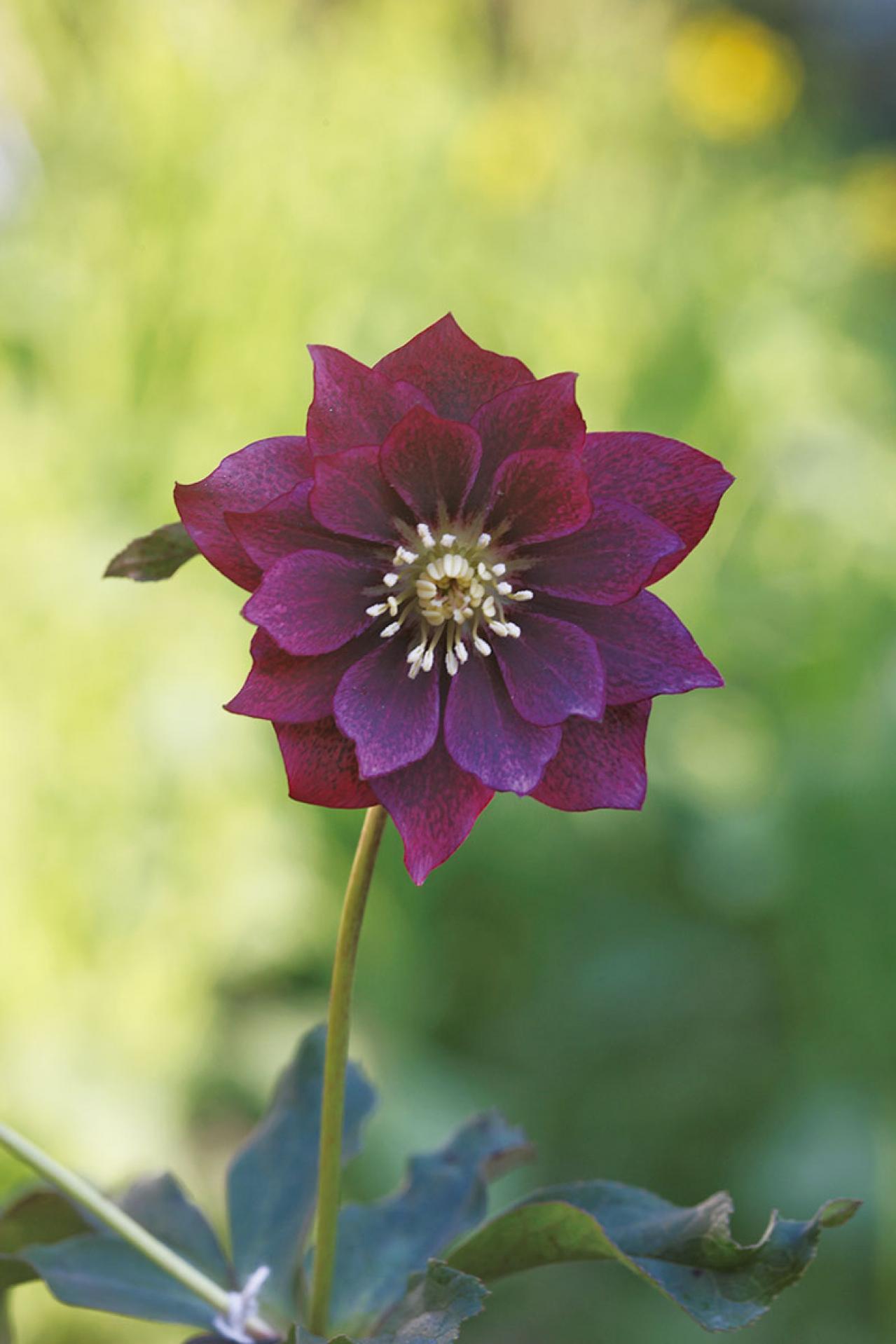 【実例】クリスマスローズ愛好家の庭Part１｜達人のプライベートガーデン＆みずから交配し育てる愛情たっぷりの庭（画像12）