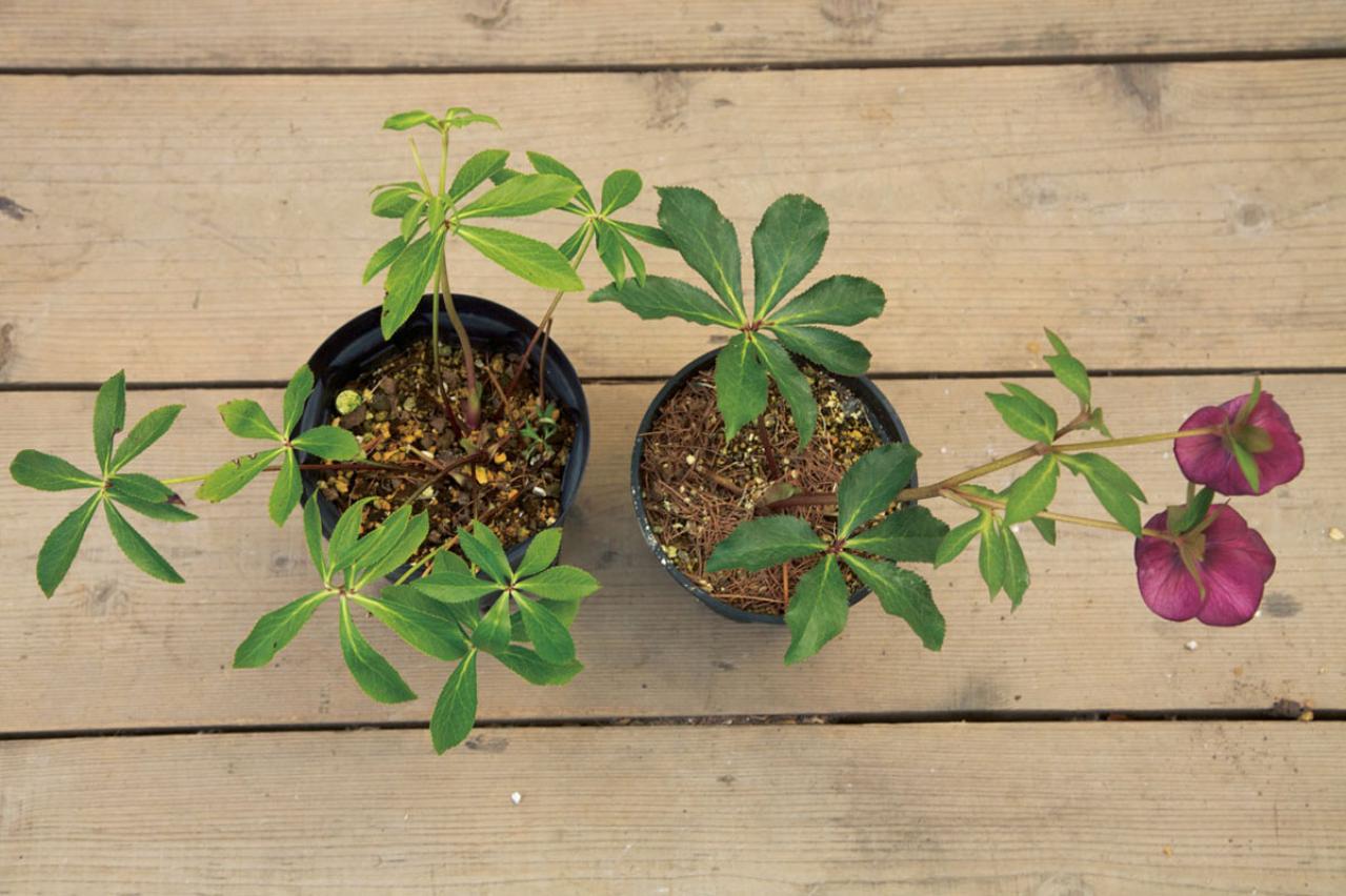 クリスマスローズの苗を購入する前に必見！　園芸店のスーパーバイヤーに教わる【苗の選び方】と【土と鉢の準備】の基礎知識