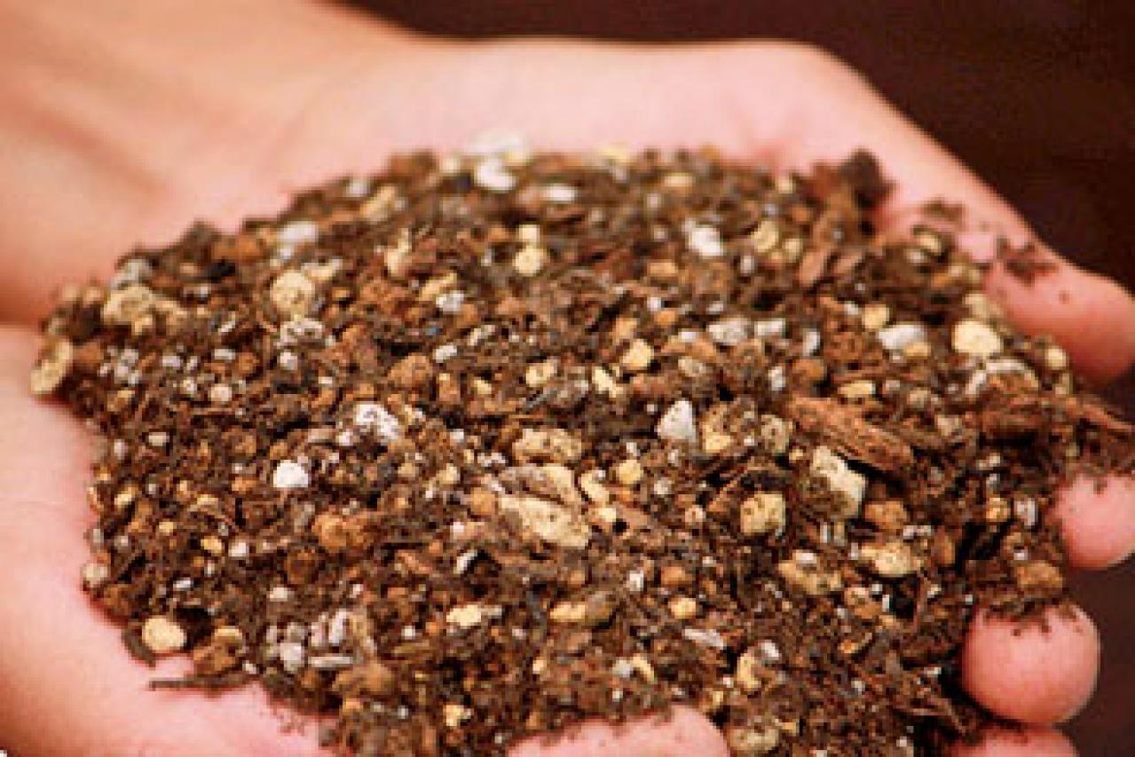 クリスマスローズの苗を購入する前に必見！　園芸店のスーパーバイヤーに教わる【苗の選び方】と【土と鉢の準備】の基礎知識（画像3）