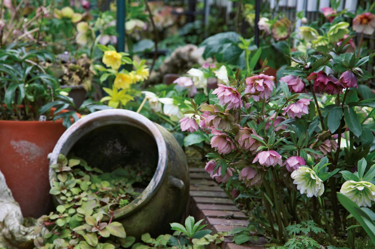 【実例】クリスマスローズ愛好家の庭Part１｜達人のプライベートガーデン＆みずから交配し育てる愛情たっぷりの庭（画像6）