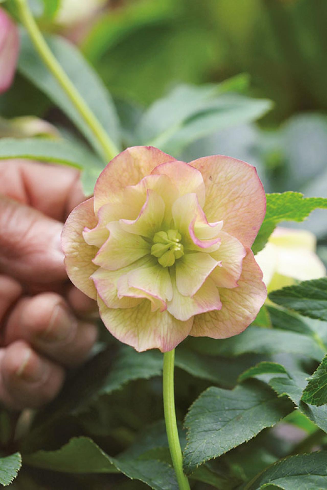 【クリスマスローズの庭実例】園芸ソムリエが伝授！鉢植えで楽しむガーデンと鉢の栽培方法【ガーデニング】（画像8）