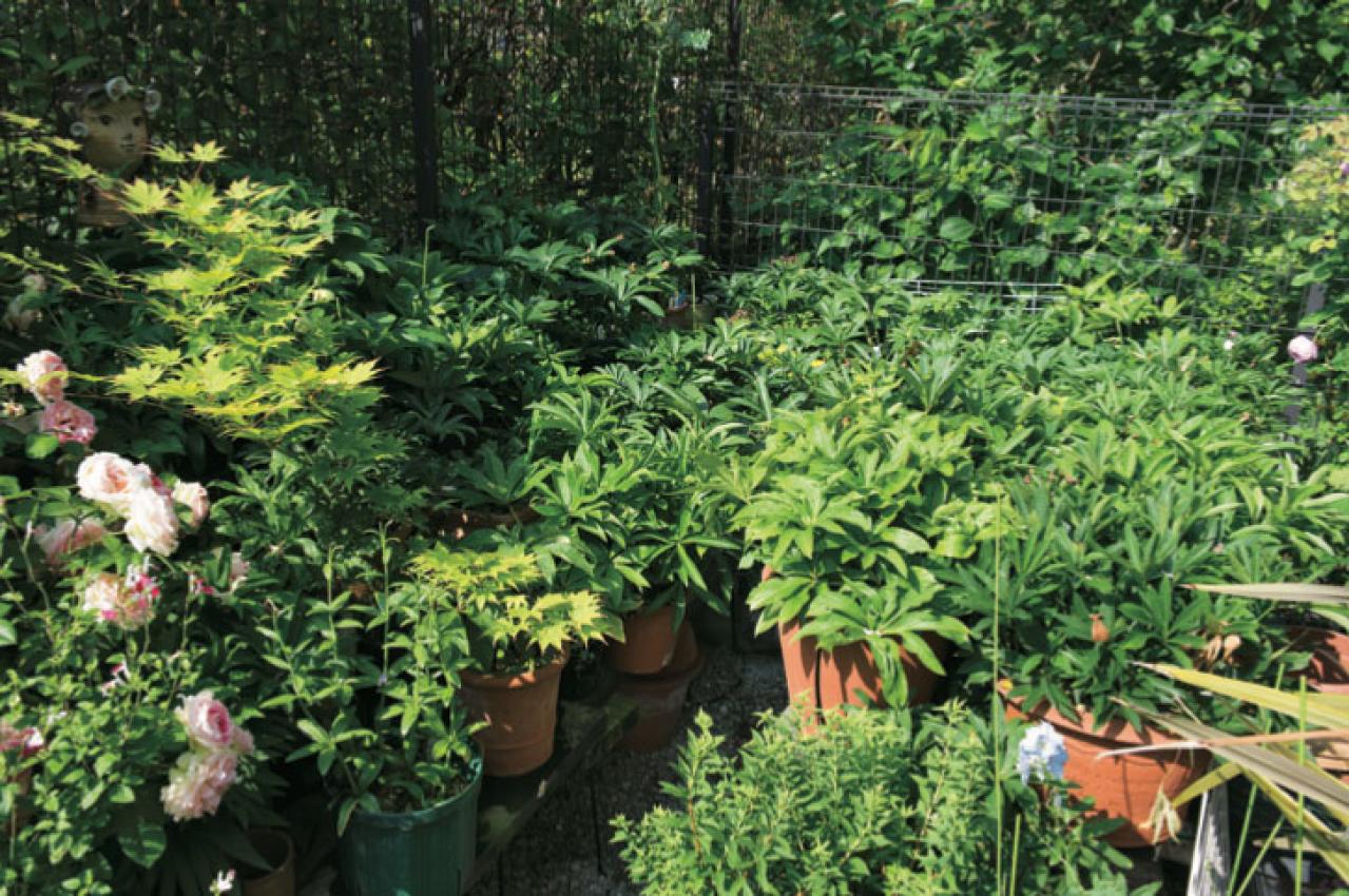 【クリスマスローズの庭実例】園芸ソムリエが伝授！鉢植えで楽しむガーデンと鉢の栽培方法【ガーデニング】（画像5）