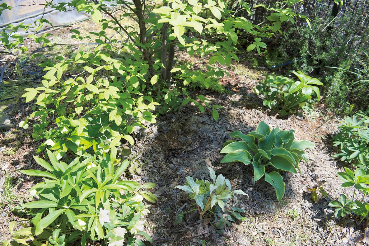 【クリスマスローズの庭への植えつけ】プロセス写真とともにプロが解説。相性のよい植物も紹介【ガーデニング】