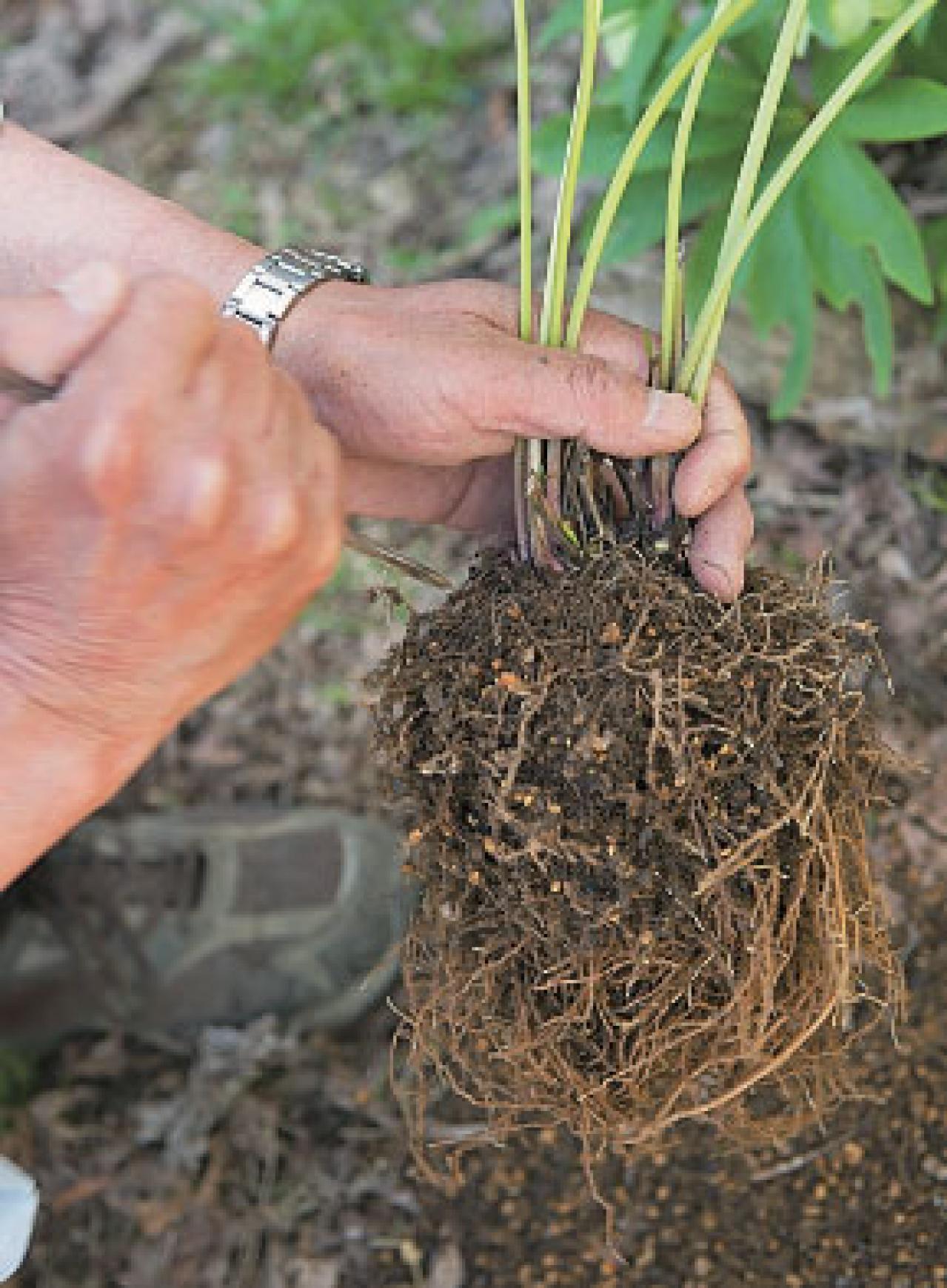 プロに教わる、クリスマスローズの庭への植えつけ方|相性のよい植物は？｜プロの実際の植えつけ作業を拝見！（画像14）