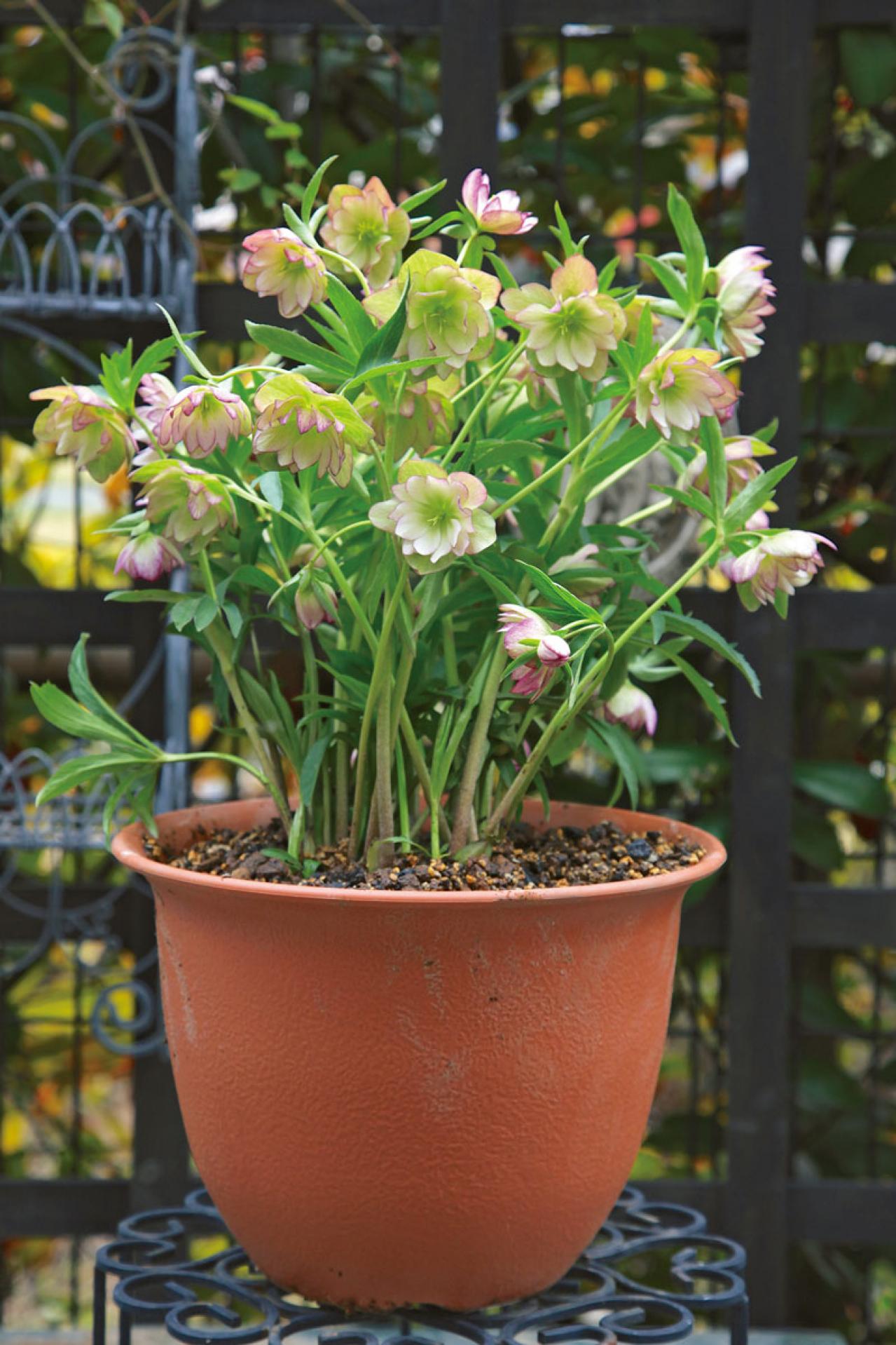 【写真で詳しく解説】プロに教わるクリスマスローズ育て。今年は「小さい苗から始めて、大株作り」を目指す！（画像16）