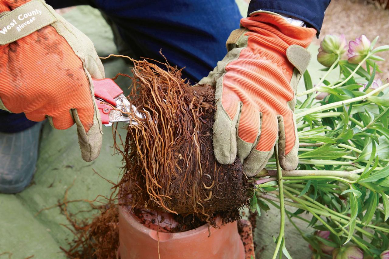 【写真で詳しく解説】プロに教わるクリスマスローズ育て。今年は「小さい苗から始めて、大株作り」を目指す！（画像8）