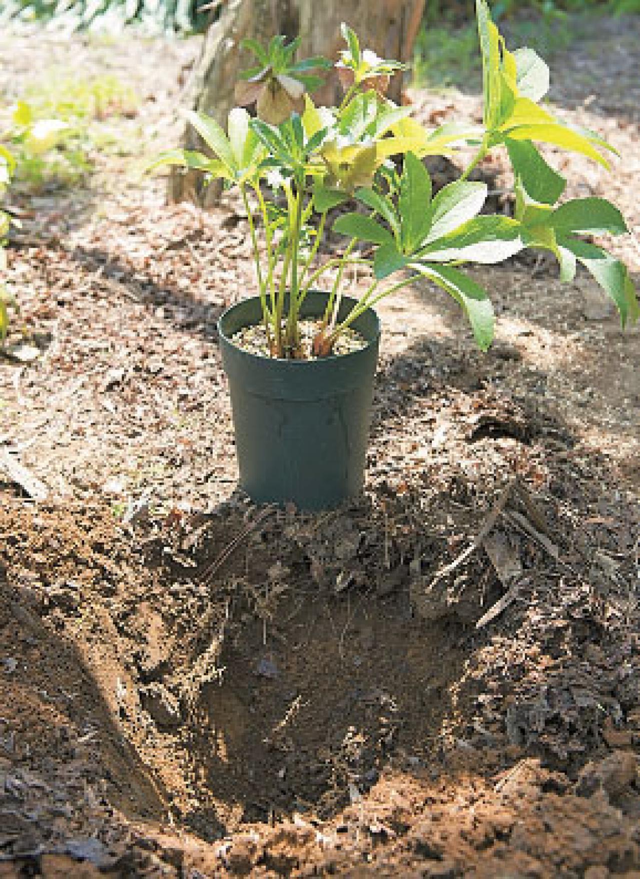 プロに教わる、クリスマスローズの庭への植えつけ方|相性のよい植物は？｜プロの実際の植えつけ作業を拝見！（画像10）