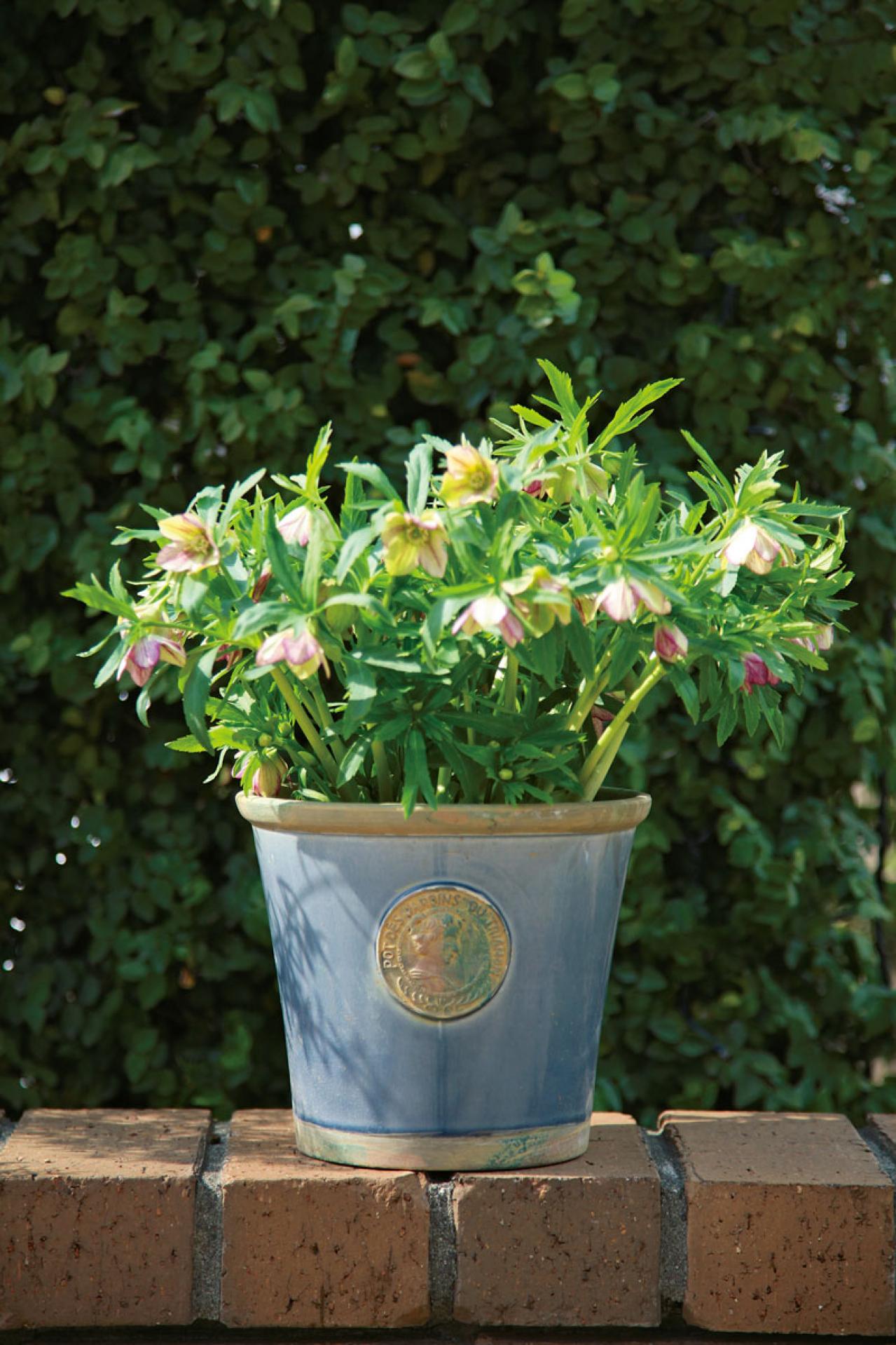 【写真で詳しく解説】プロに教わるクリスマスローズ育て。今年は「小さい苗から始めて、大株作り」を目指す！（画像3）