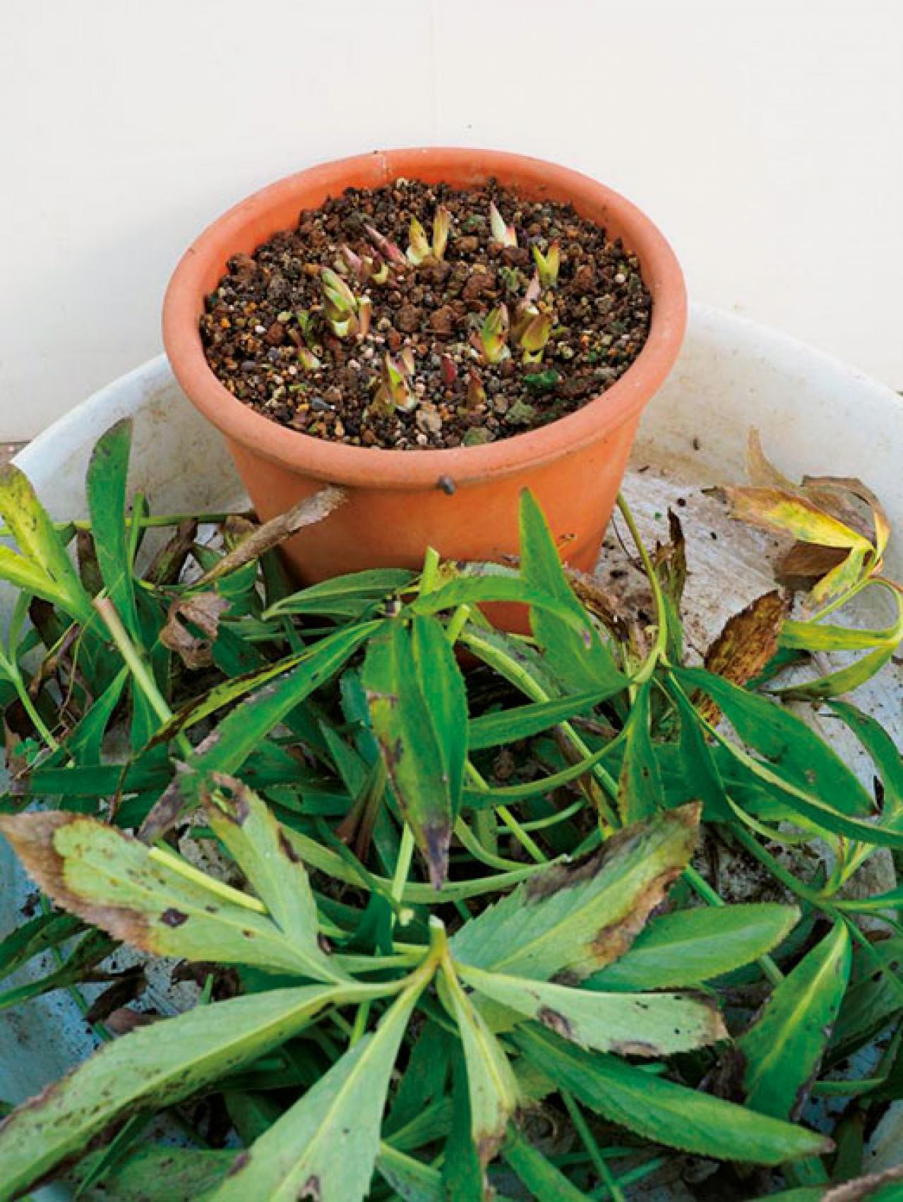 【クリスマスローズの庭実例】園芸ソムリエが伝授！鉢植えで楽しむガーデンと鉢の栽培方法【ガーデニング】（画像6）