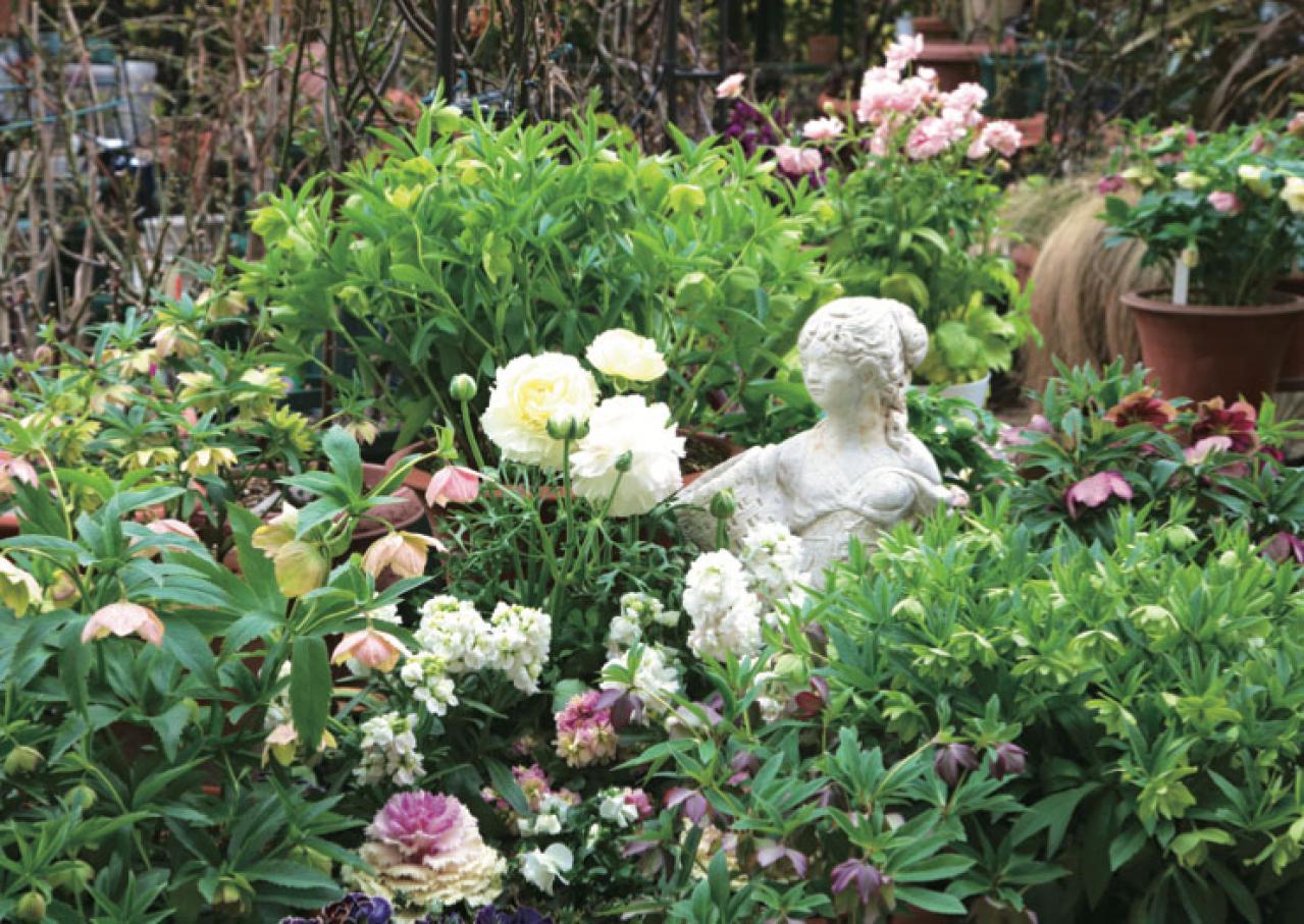 【クリスマスローズの庭実例】園芸ソムリエが伝授！鉢植えで楽しむガーデンと鉢の栽培方法【ガーデニング】（画像4）