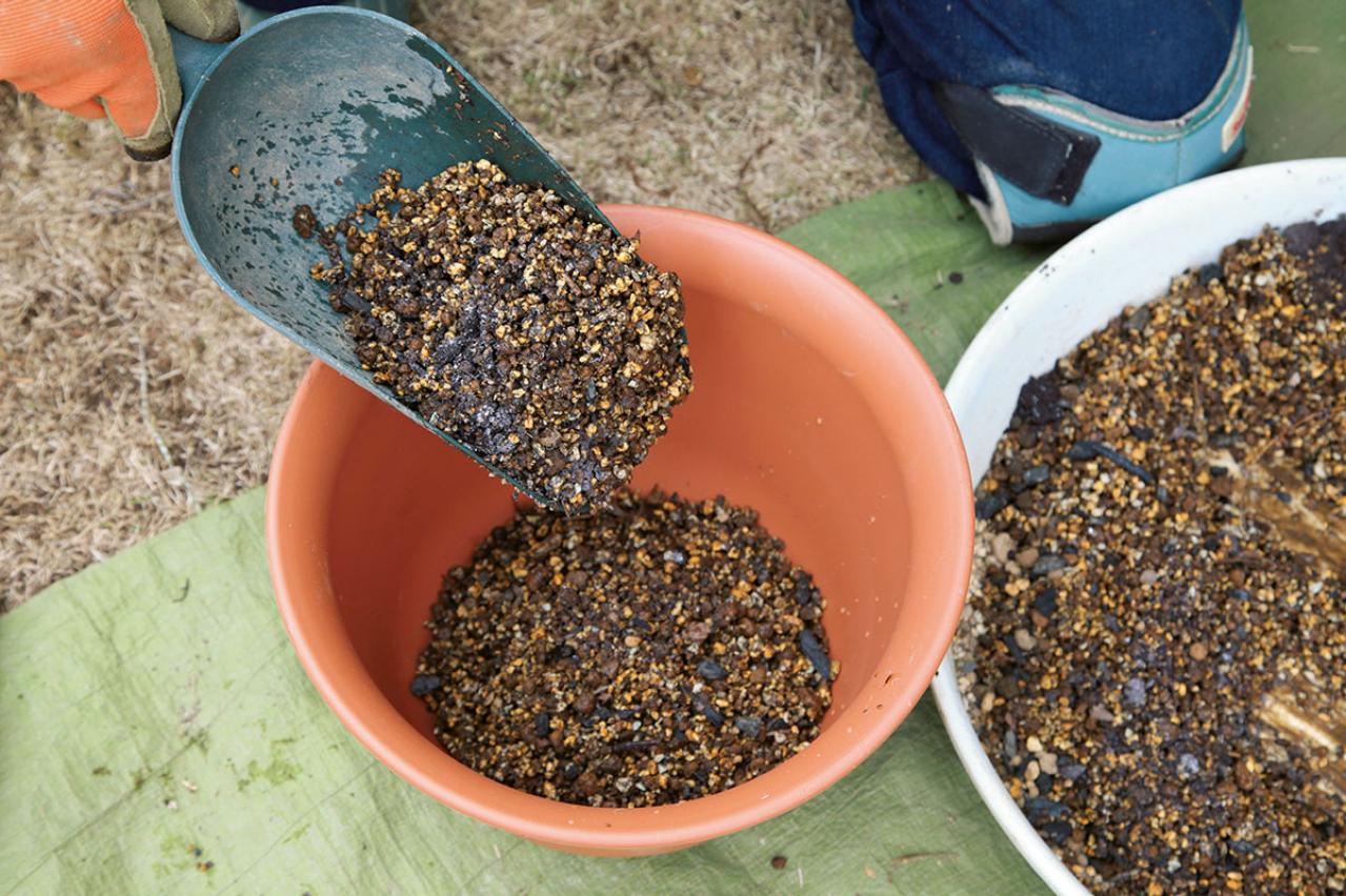 【写真で詳しく解説】プロに教わるクリスマスローズ育て。今年は「小さい苗から始めて、大株作り」を目指す！（画像13）