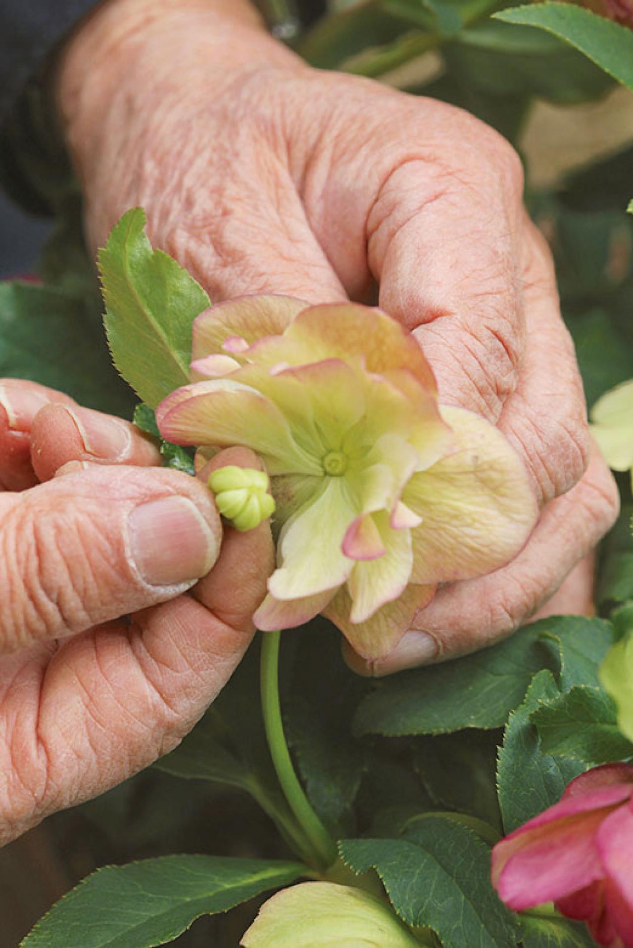 【クリスマスローズの庭実例】園芸ソムリエが伝授！鉢植えで楽しむガーデンと鉢の栽培方法【ガーデニング】（画像9）