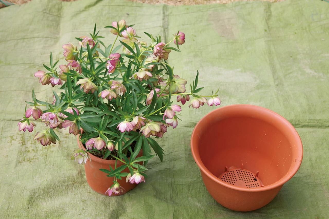 【写真で詳しく解説】プロに教わるクリスマスローズ育て。今年は「小さい苗から始めて、大株作り」を目指す！（画像5）