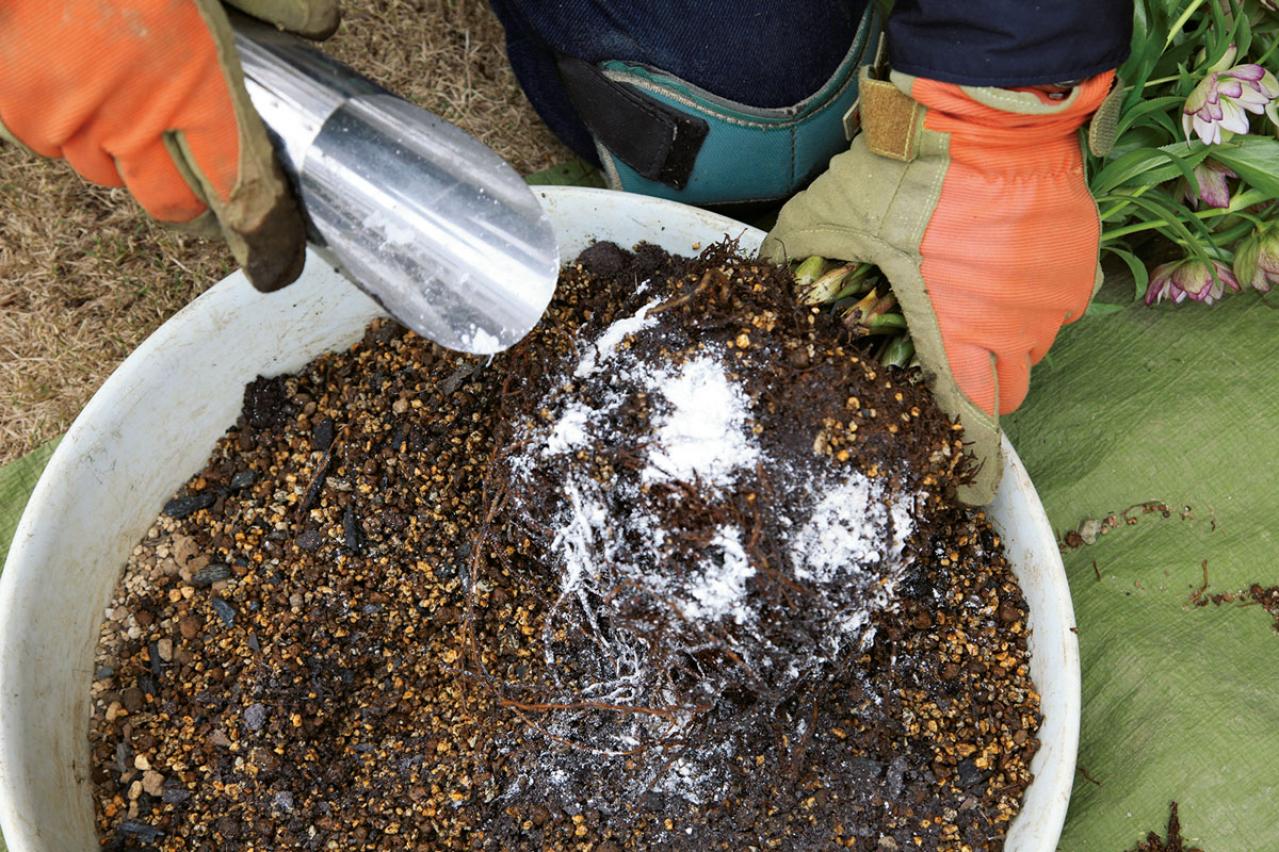 【写真で詳しく解説】プロに教わるクリスマスローズ育て。今年は「小さい苗から始めて、大株作り」を目指す！（画像12）