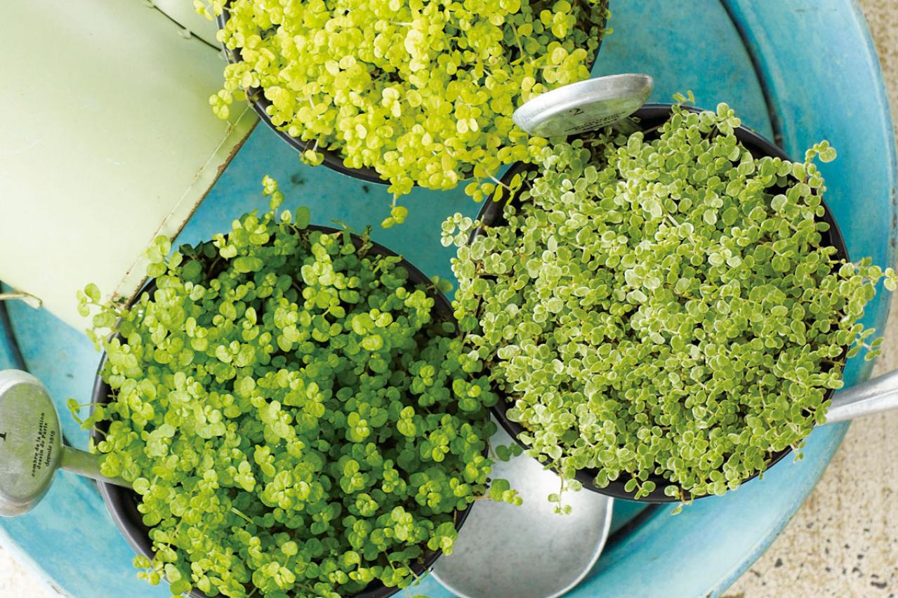 ミニ観葉植物の育て方まるわかりガイド。鉢の選び方からお手入れまで