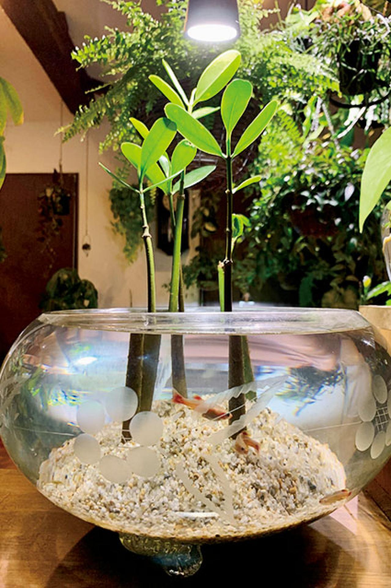 観葉植物のインテリア実例　古民家のような部屋＆コンクリート打ちっぱなしの壁（画像8）