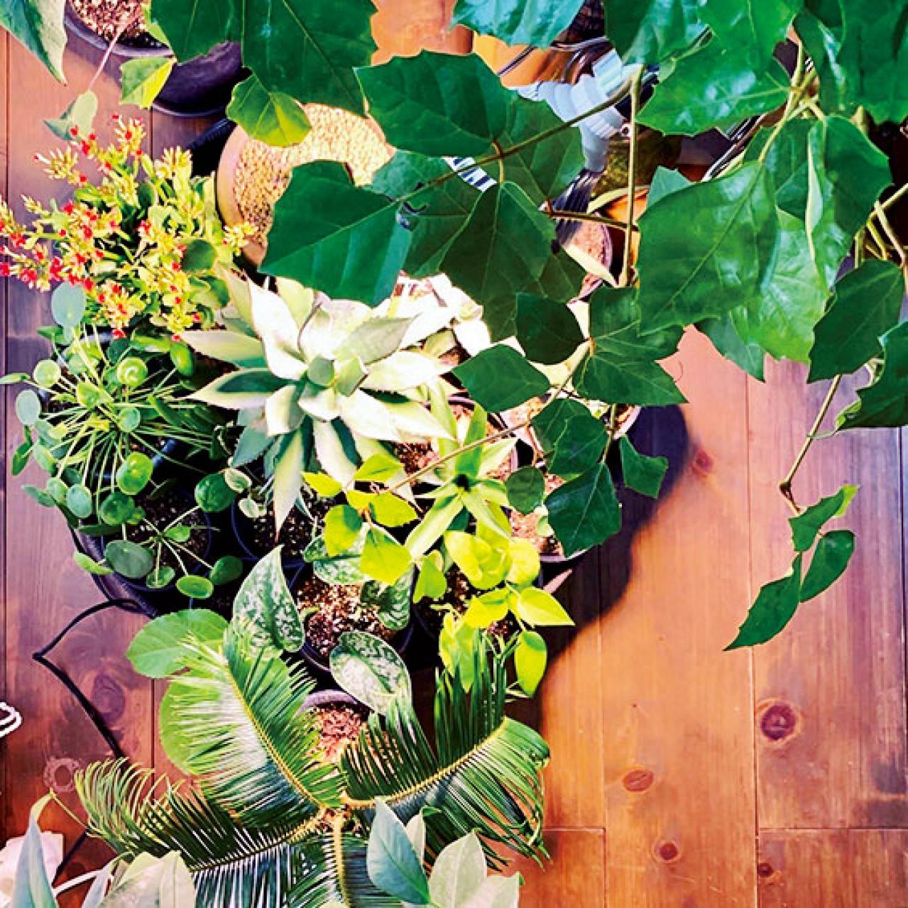 観葉植物のインテリア実例　古民家のような部屋＆コンクリート打ちっぱなしの壁（画像7）